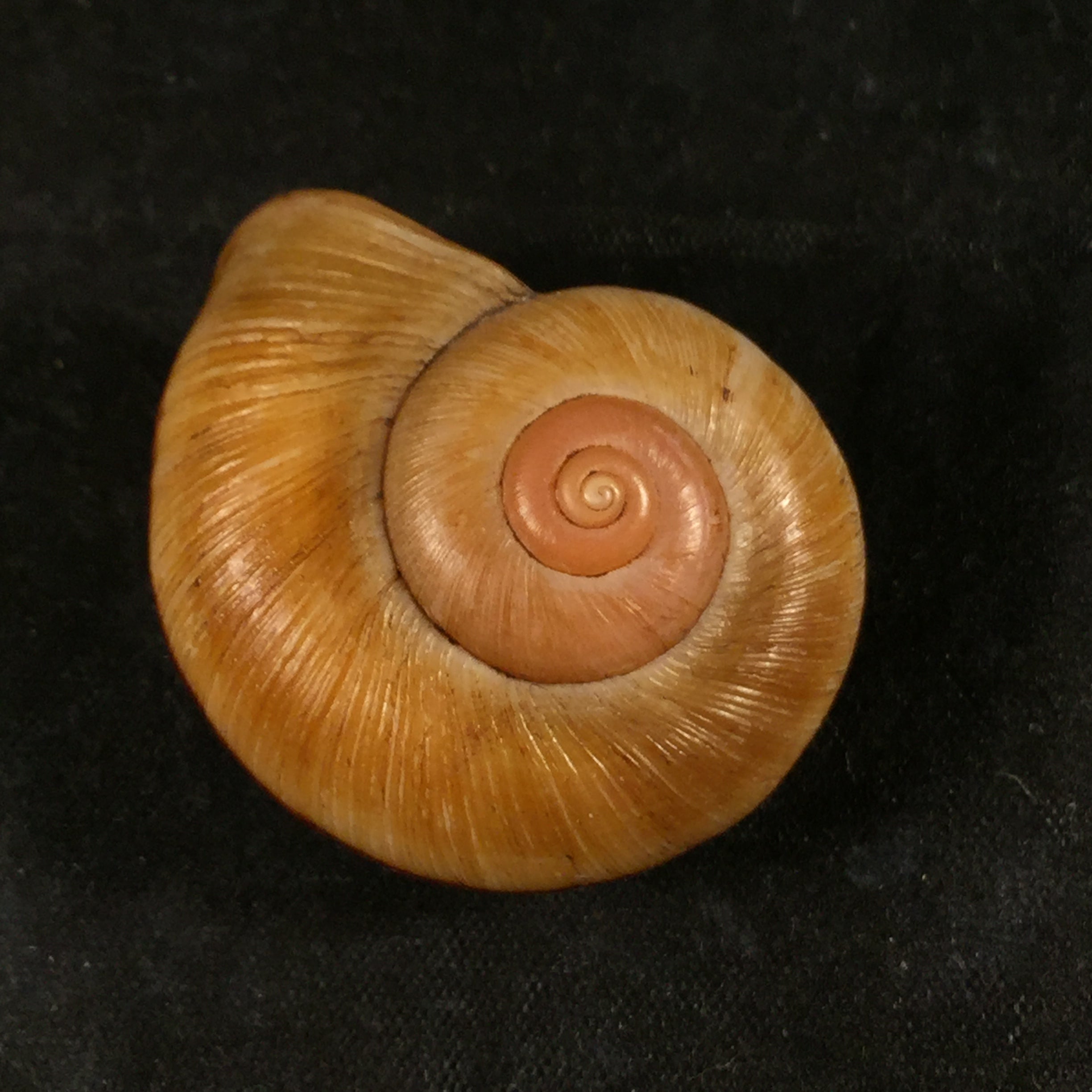 Aperostoma brujensi Torre, Bartsch & Morrison, 1942 - 36,3毫米