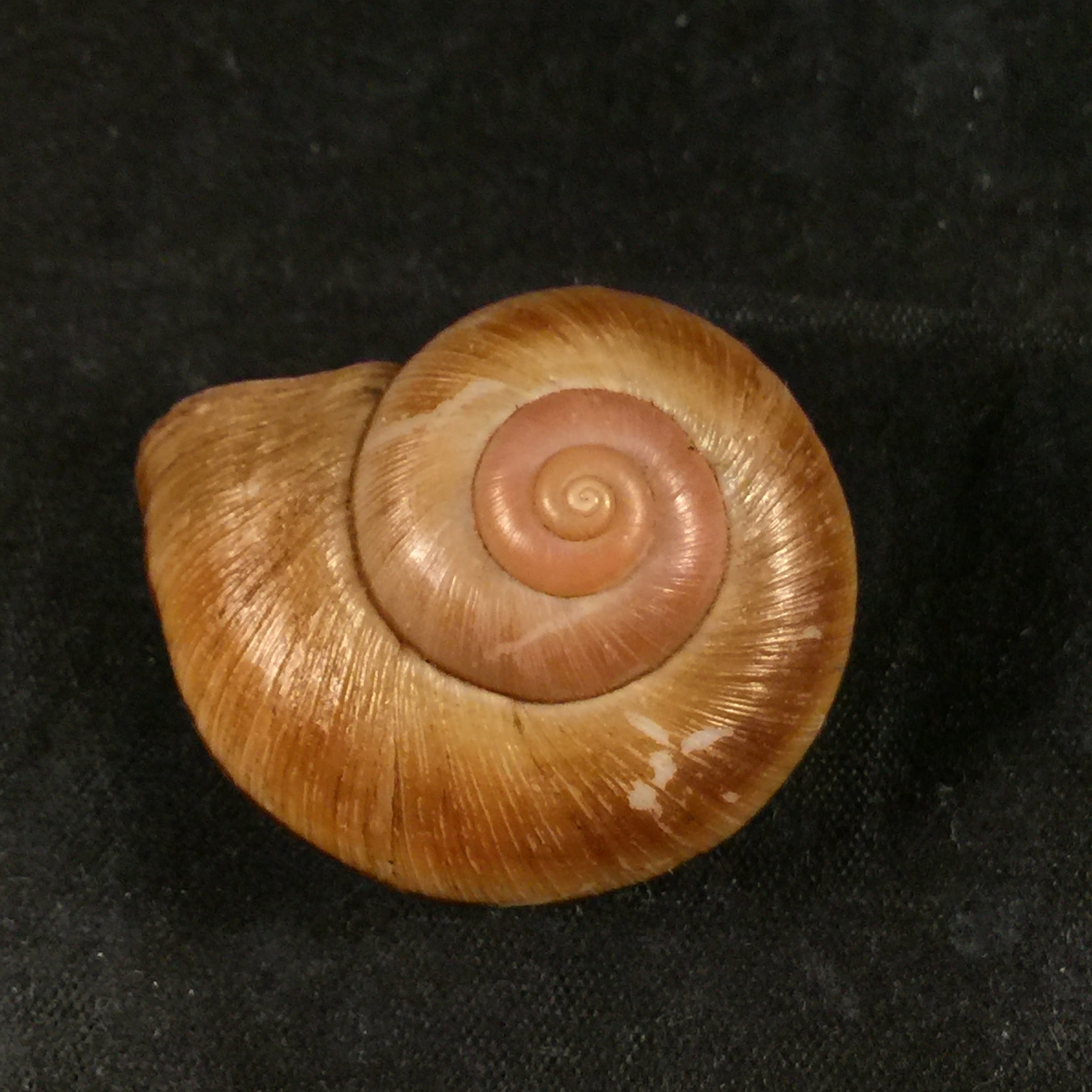Aperostoma brujensi Torre, Bartsch & Morrison, 1942 - 34,3毫米