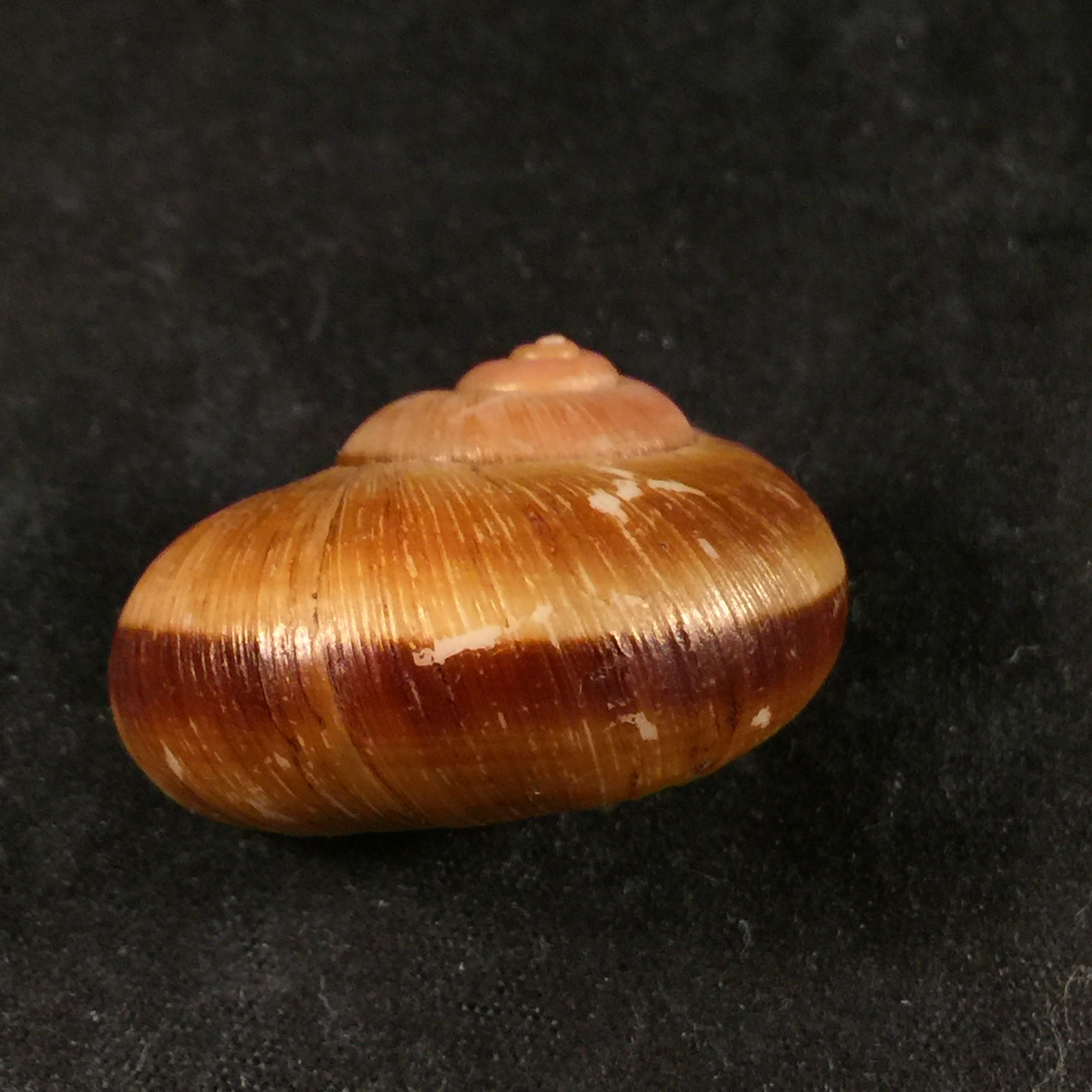 Aperostoma brujensi Torre, Bartsch & Morrison, 1942 - 34,3毫米