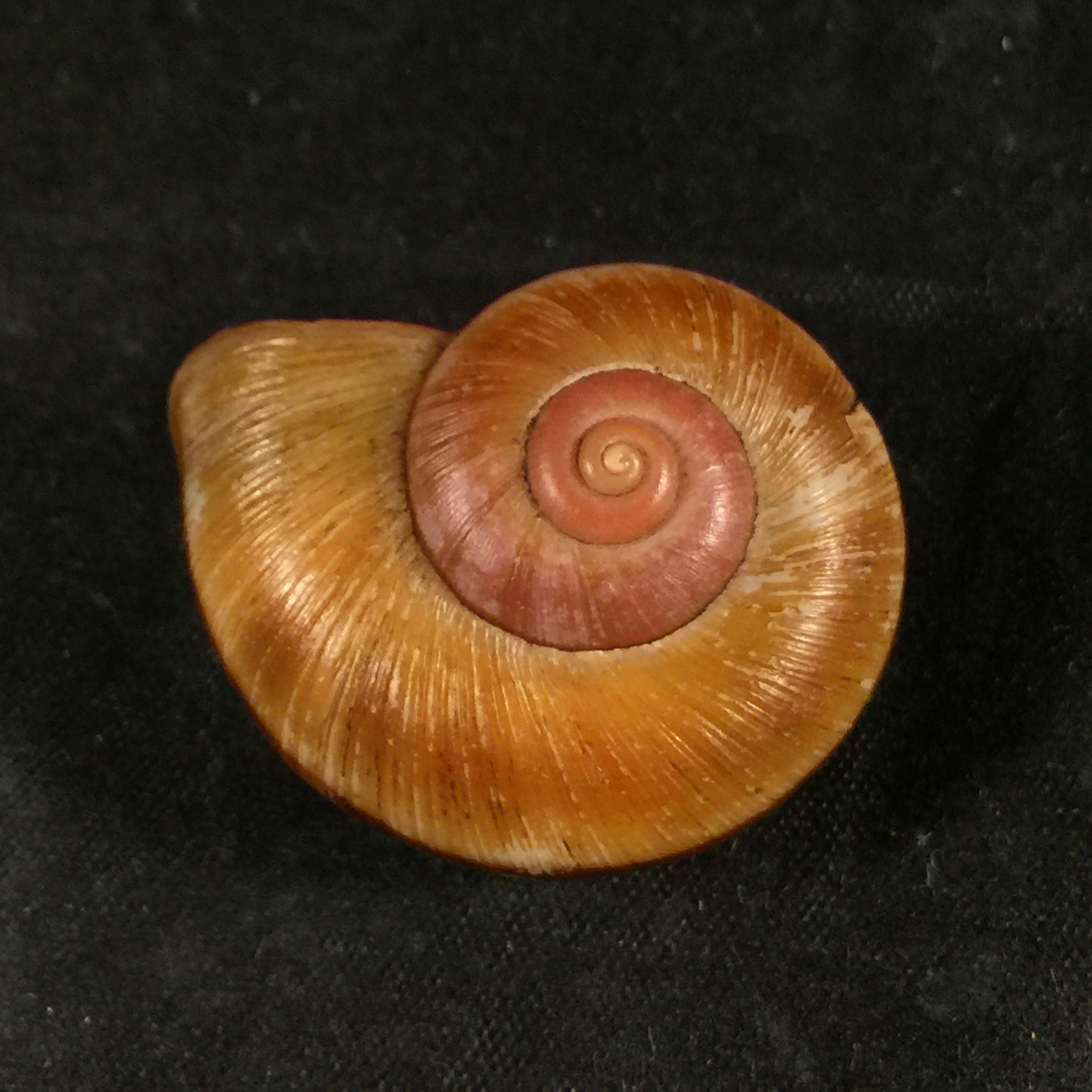 Aperostoma brujensi Torre,Bartsch & Morrison,1942 年 - 33 毫米