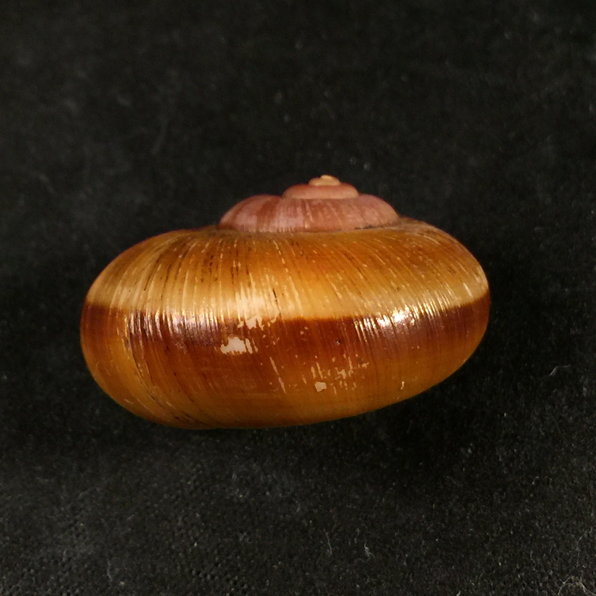 Aperostoma brujensi Torre,Bartsch & Morrison,1942 年 - 33 毫米