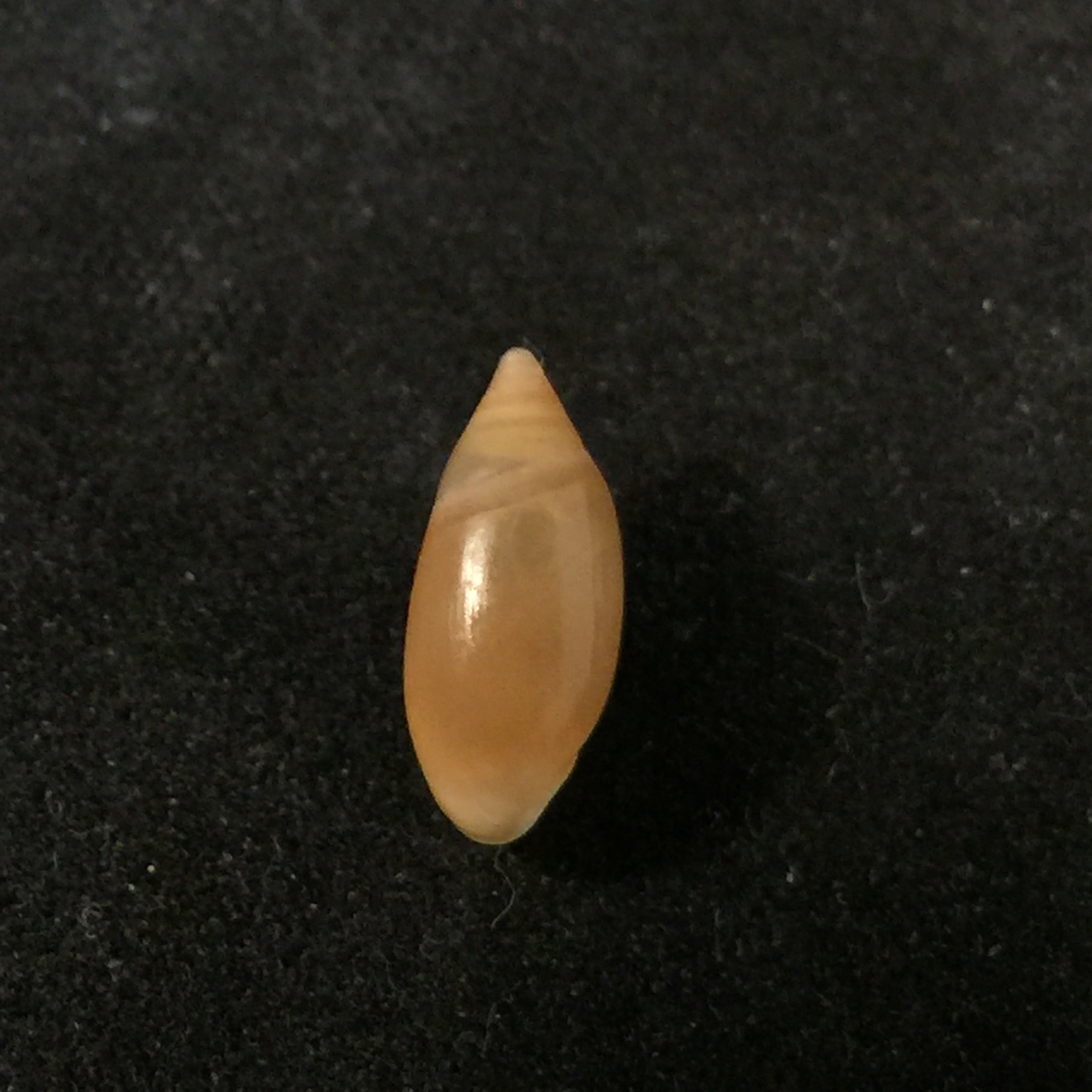 Amphorella melampoides (R. T. Lowe, 1831) - 10,8mm