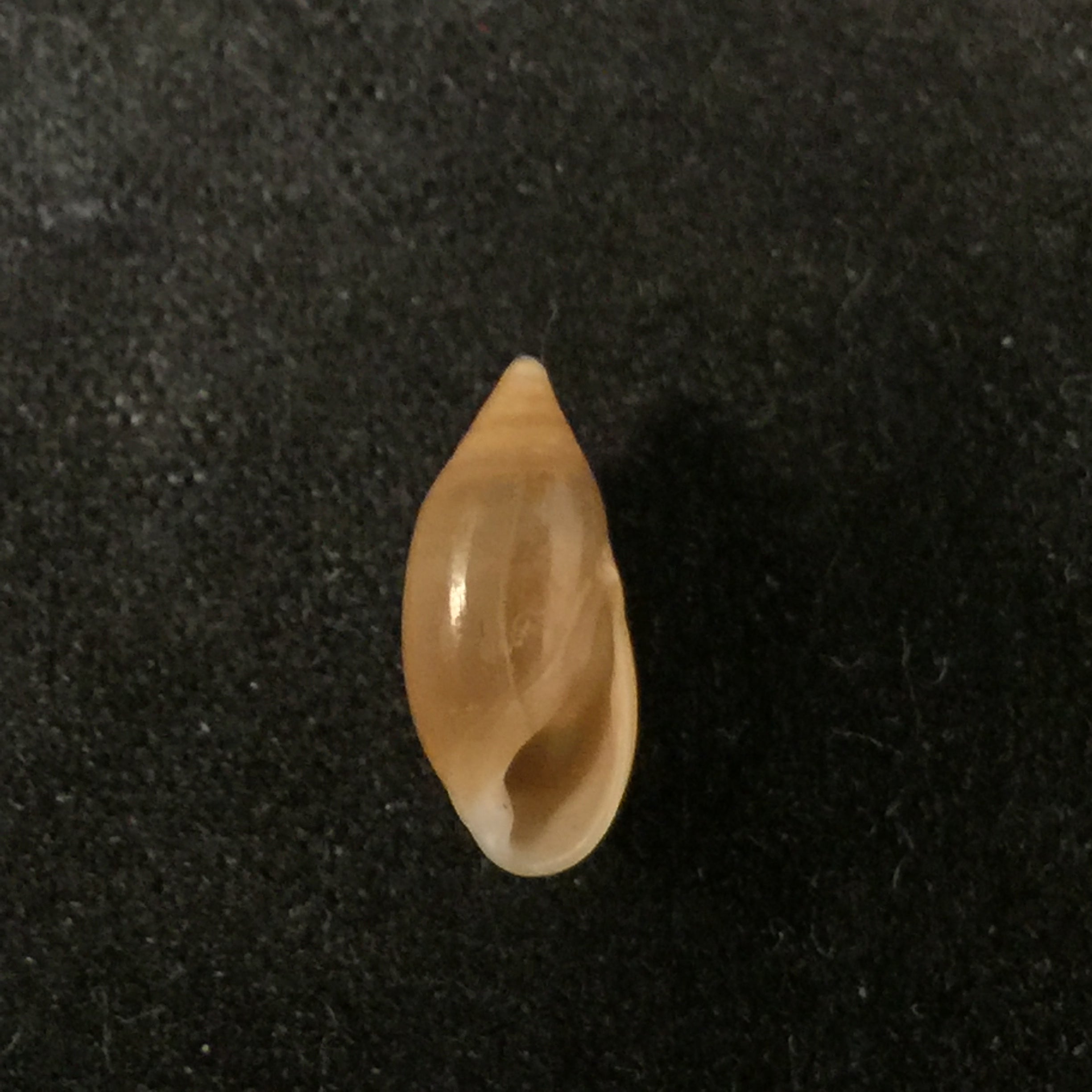 Amphorella melampoides (R. T. Lowe, 1831) - 10,8mm