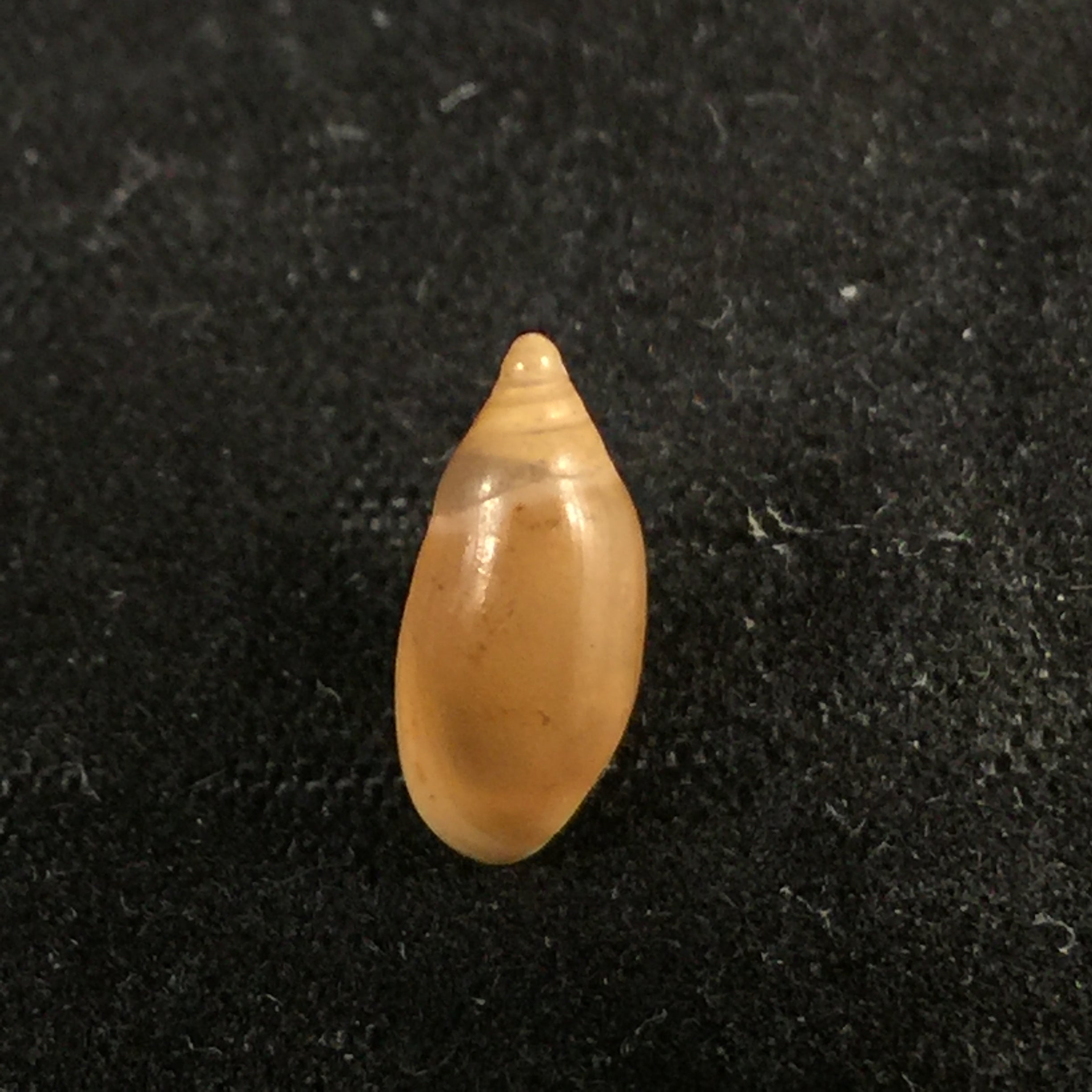 Amphorella melampoides (R. T. Lowe, 1831) - 9,9mm