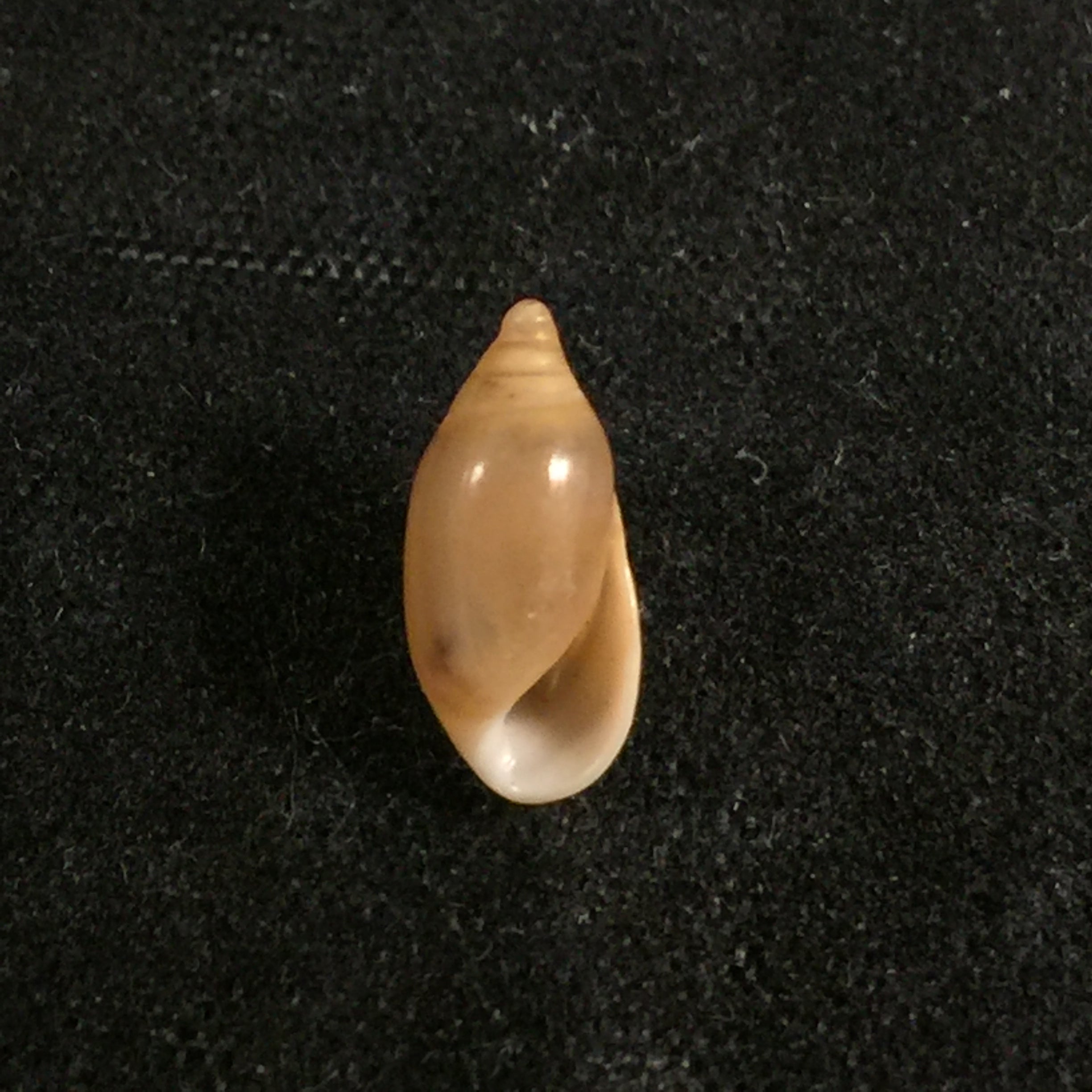 Amphorella melampoides (R. T. Lowe, 1831) - 9,9mm