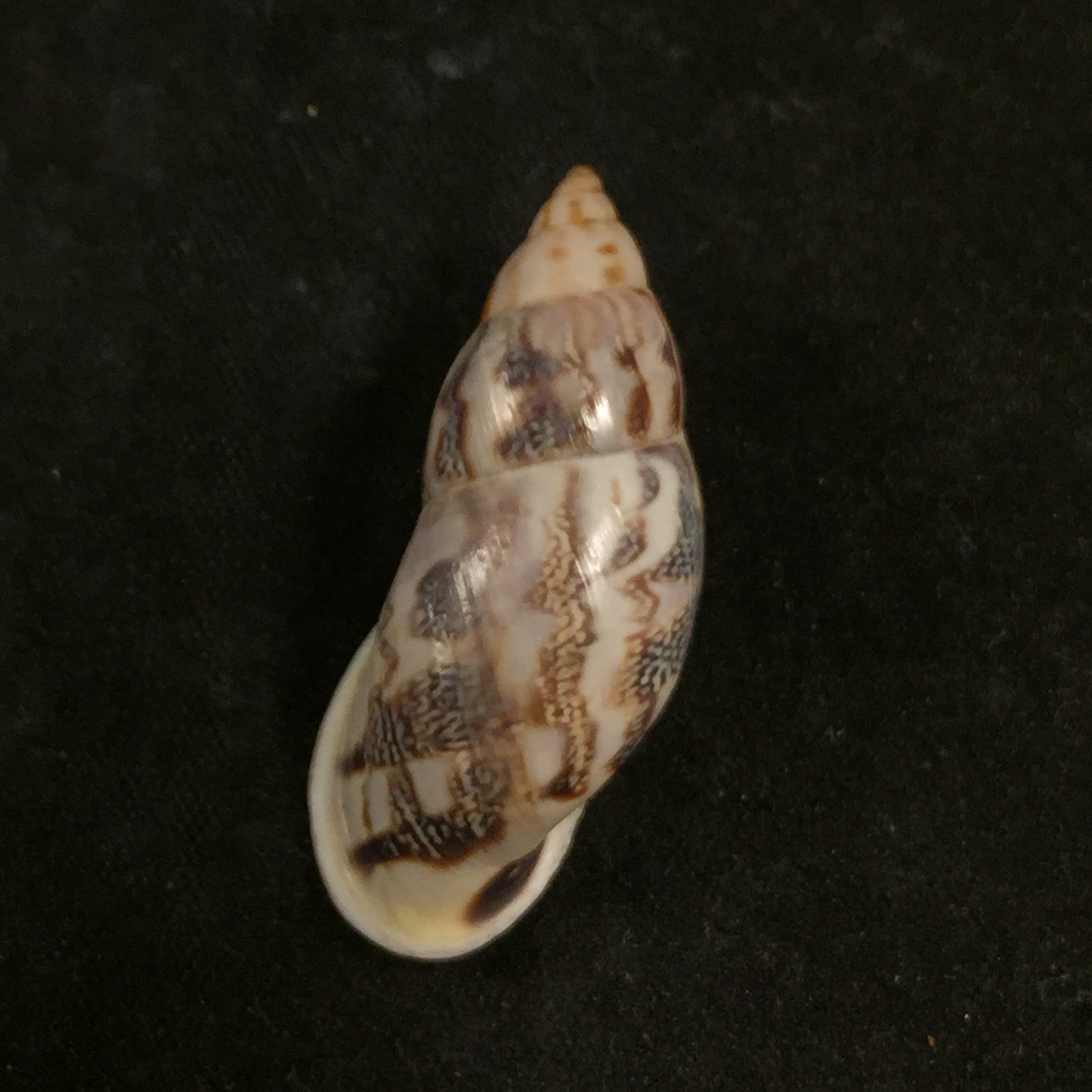 Drymaeus flexuosus (Pfeiffer, 1853) - 33,4毫米