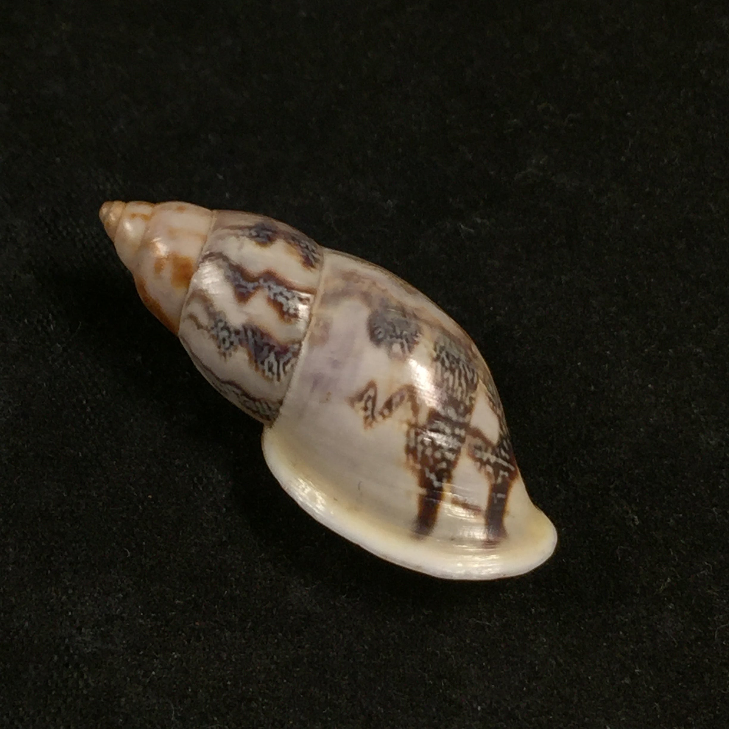 Drymaeus flexuosus (Pfeiffer, 1853) - 33,4毫米