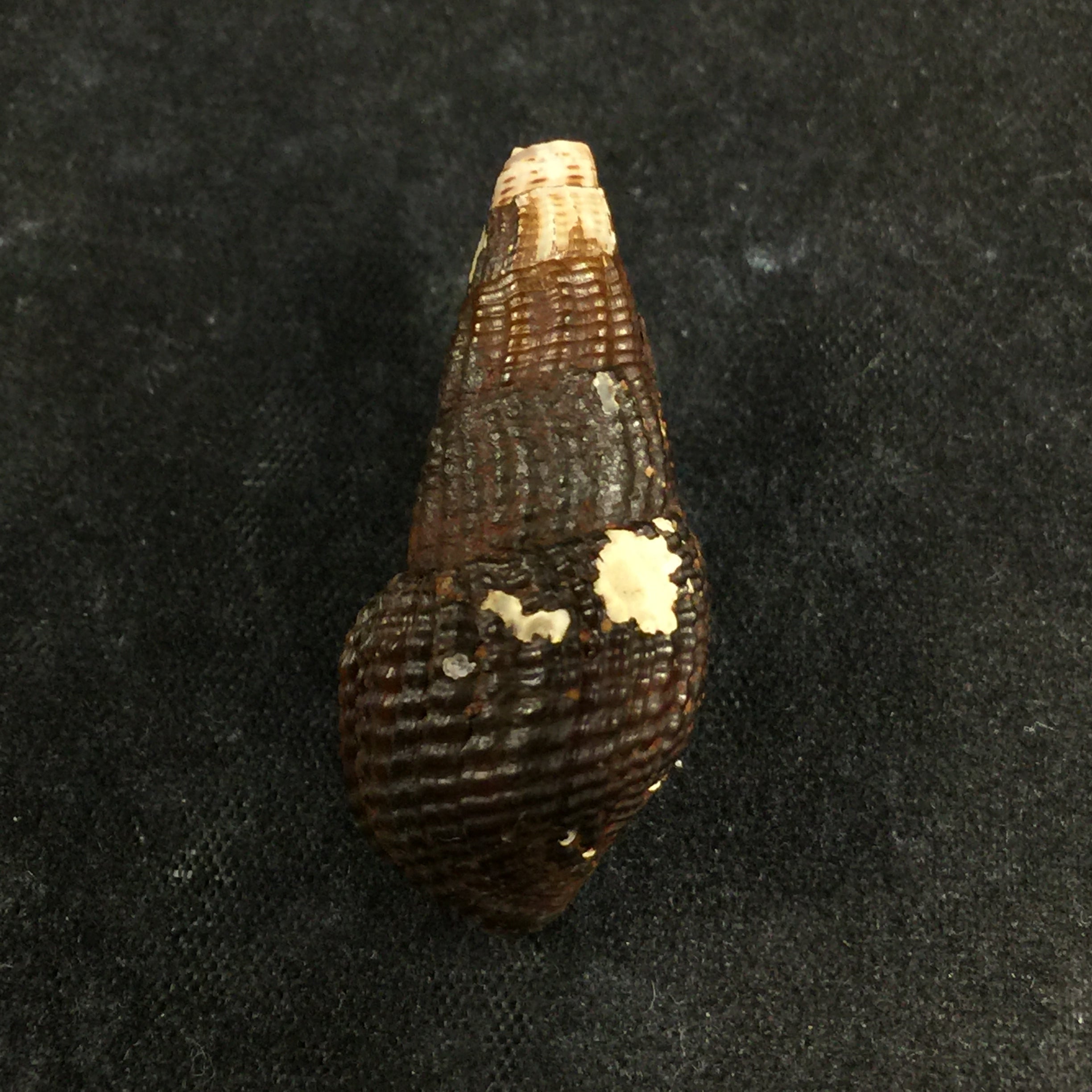 Aylacostoma schneideri (Brot, 1874) - 32,2毫米