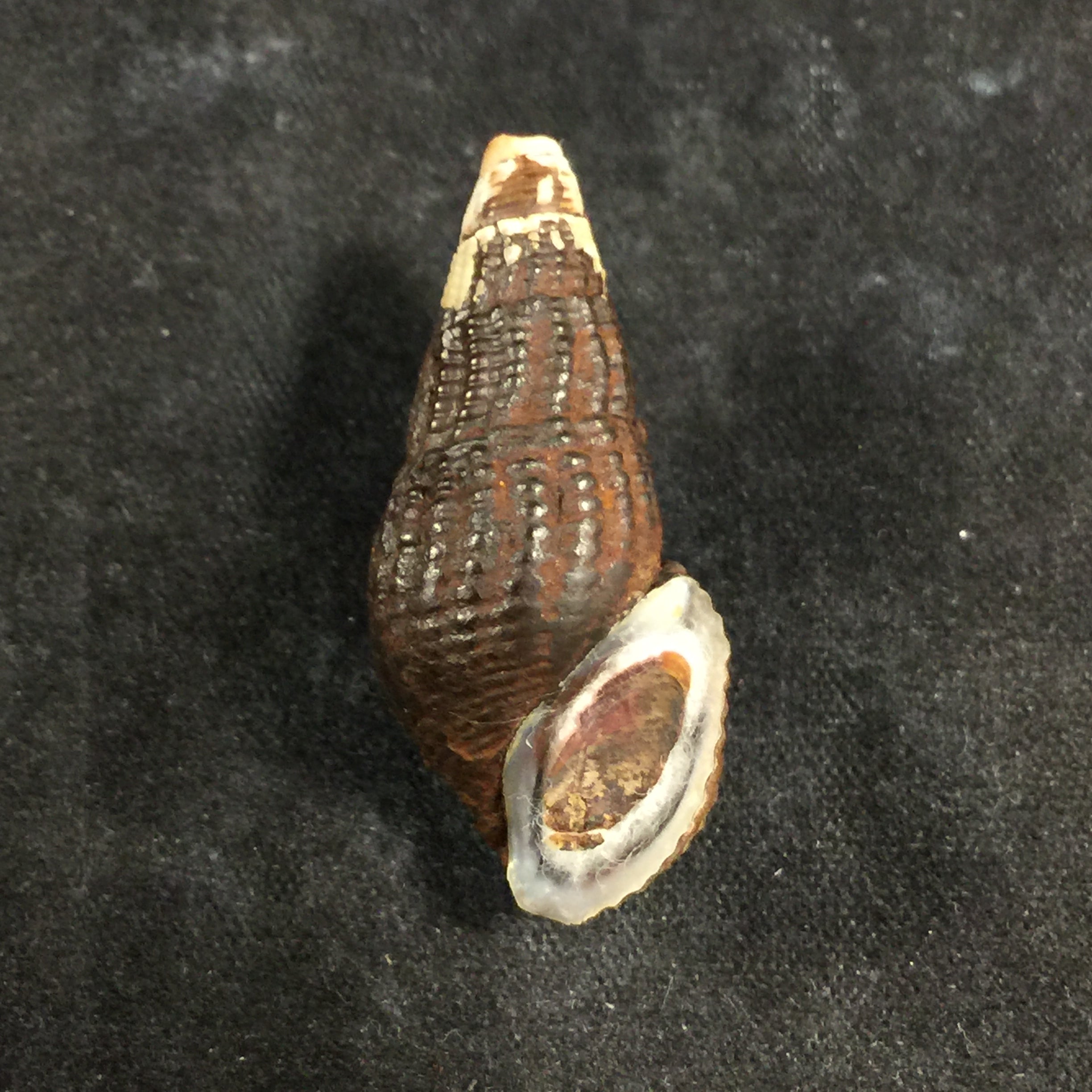Aylacostoma schneideri (Brot, 1874) - 32,2毫米