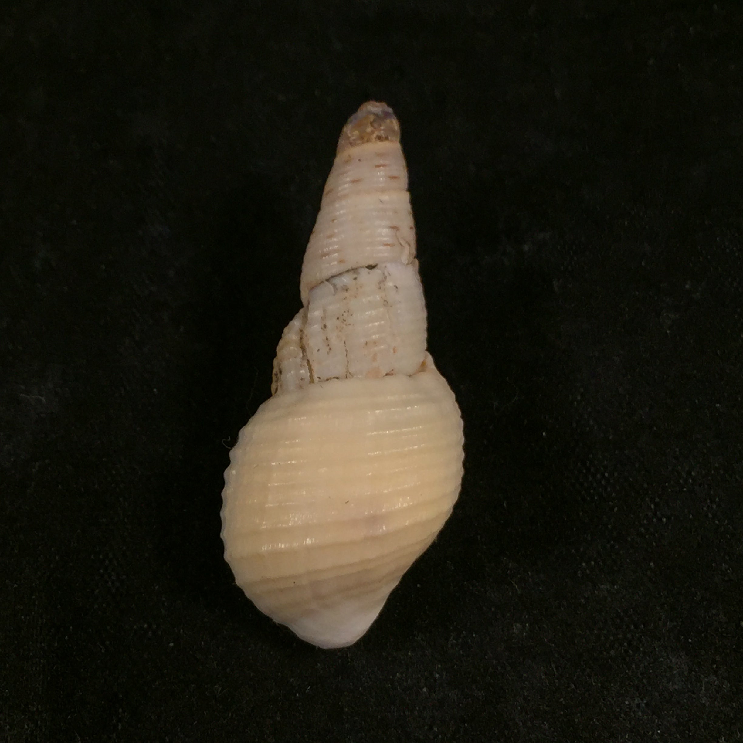 Aylacostoma brasiliensis(Moricand,1939)- 35,3毫米