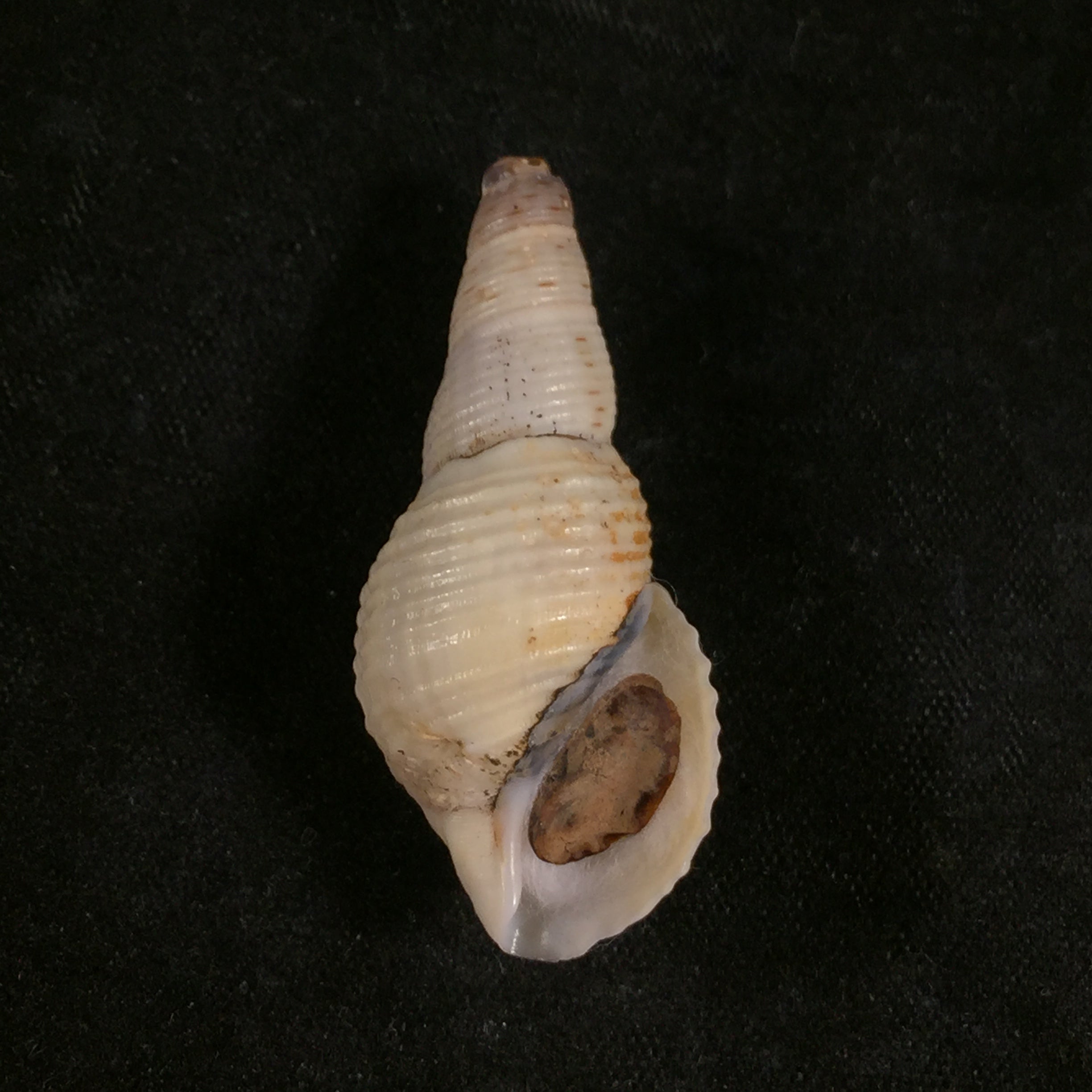 Aylacostoma brasiliensis(Moricand,1939)- 35,3毫米