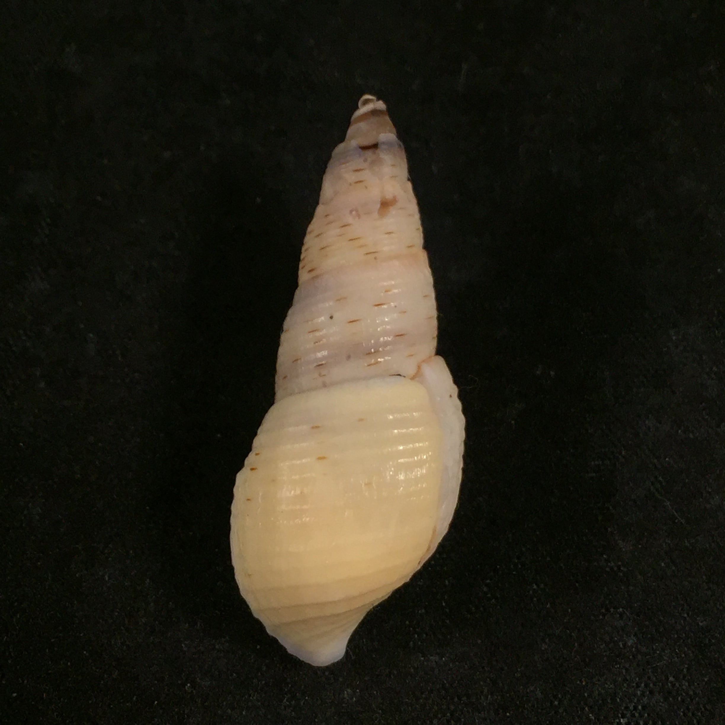 Aylacostoma brasiliensis(Moricand,1939)- 38,3毫米