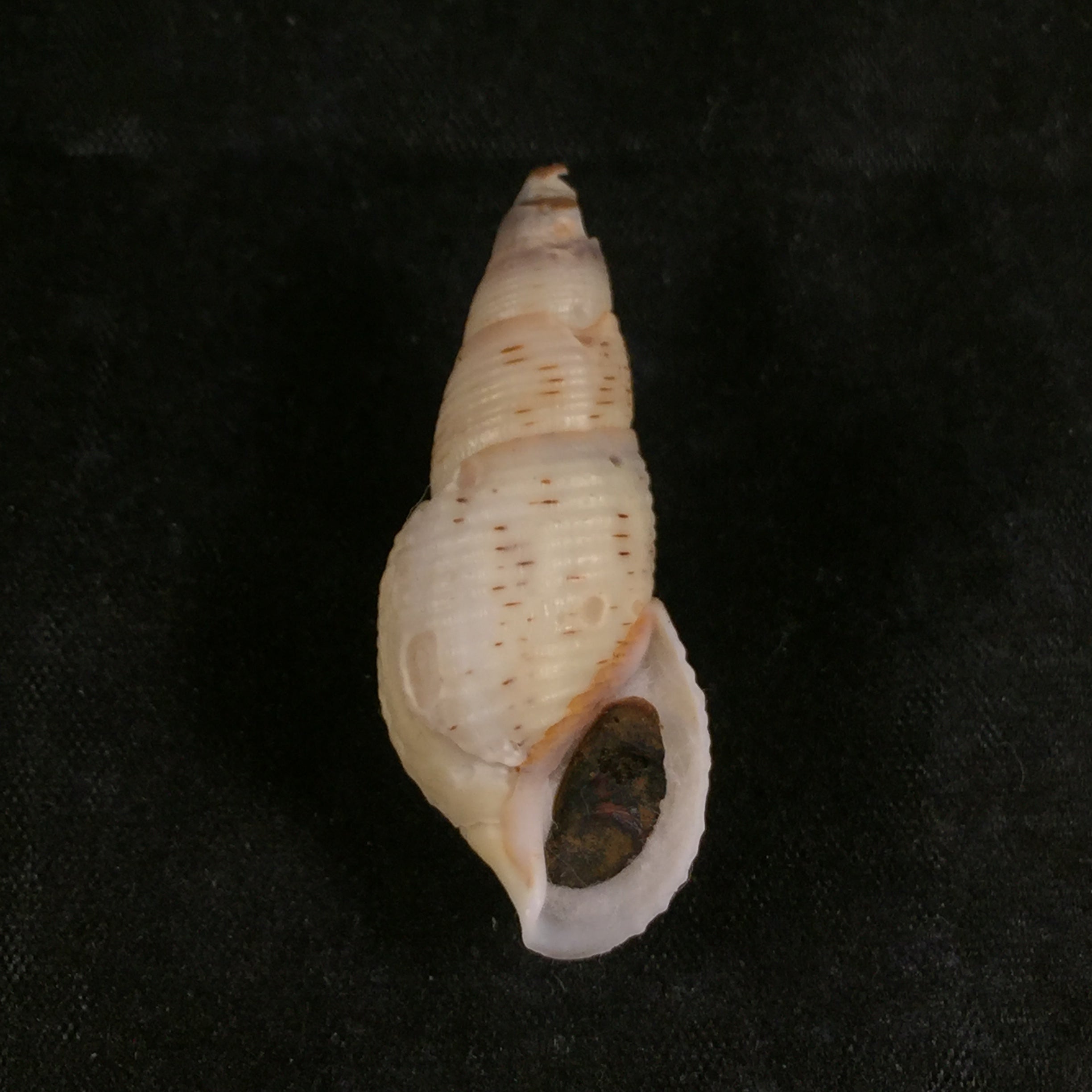 Aylacostoma brasiliensis(Moricand,1939)- 38,3毫米