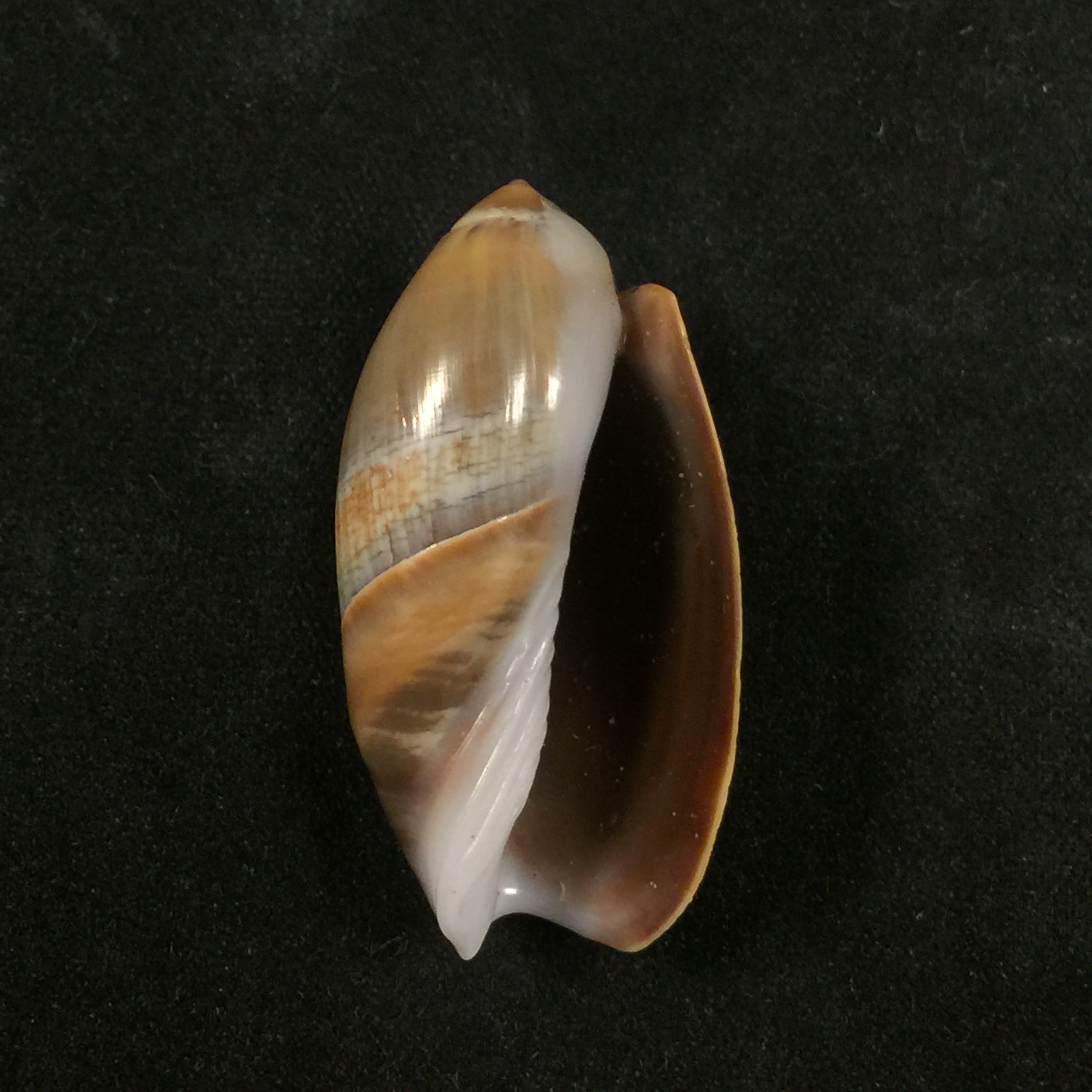 Agaronia steeriae (Reeve, 1850) - 33,7mm