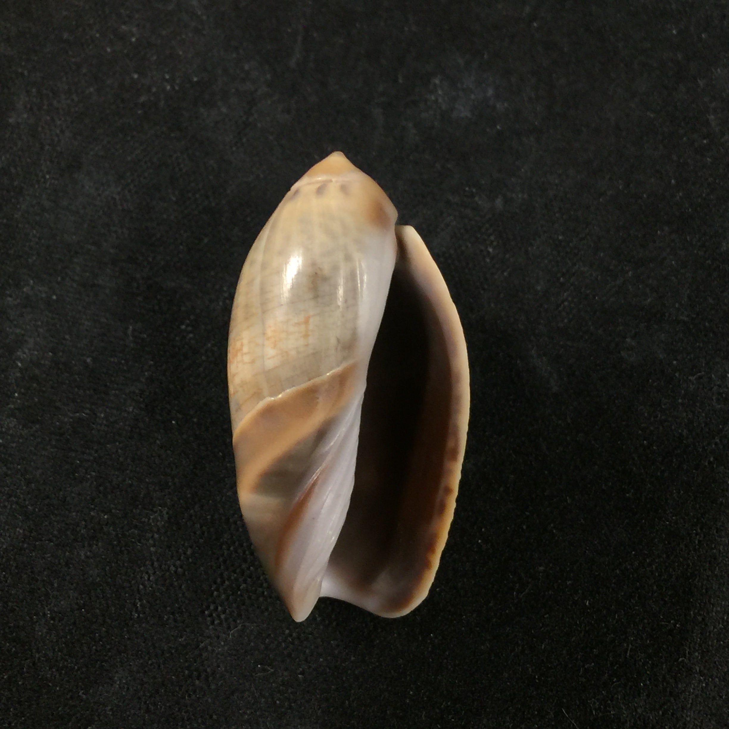 Agaronia steeriae (Reeve, 1850) - 31,2mm