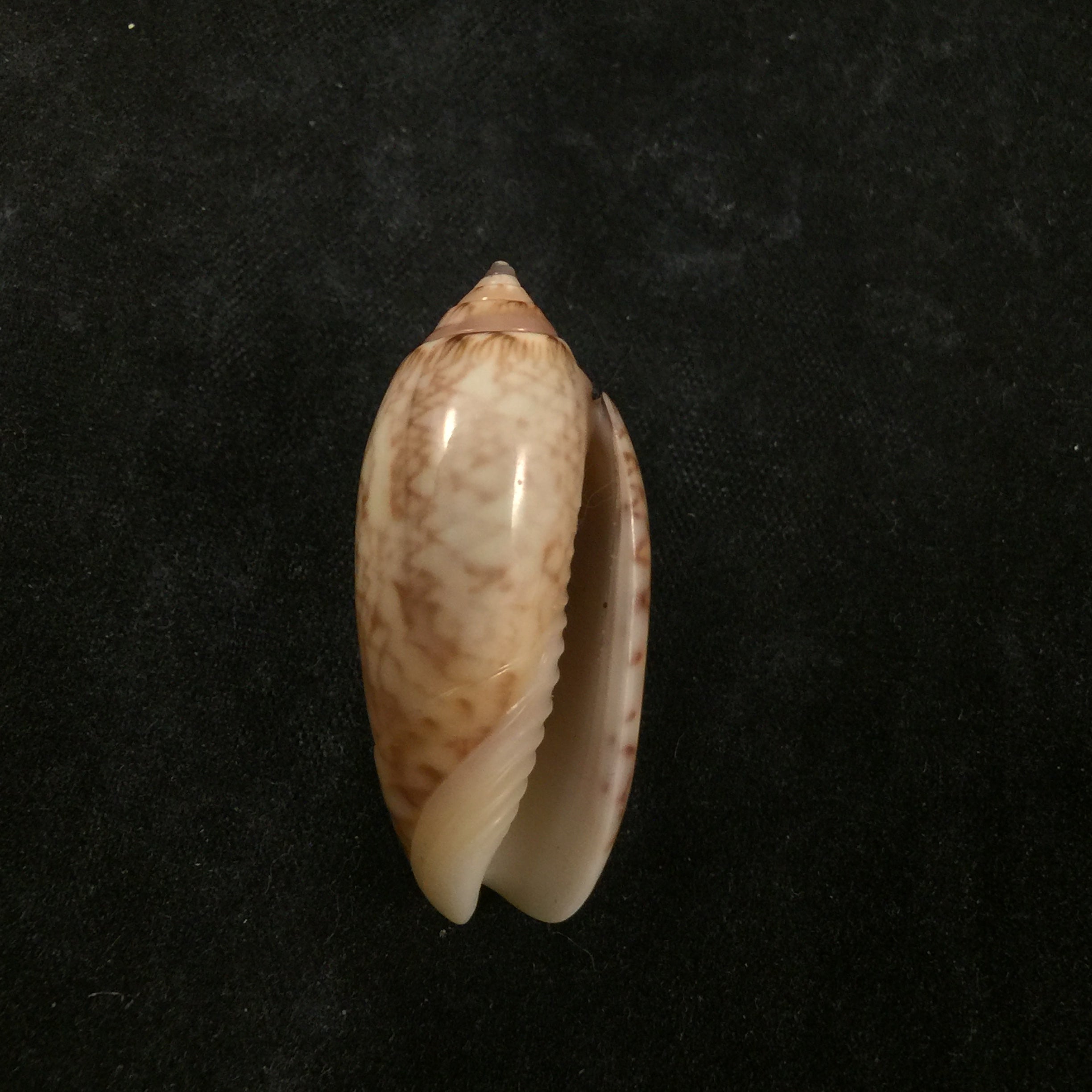 Oliva reticularis ernesti Petuch, 1990 - 33,5mm