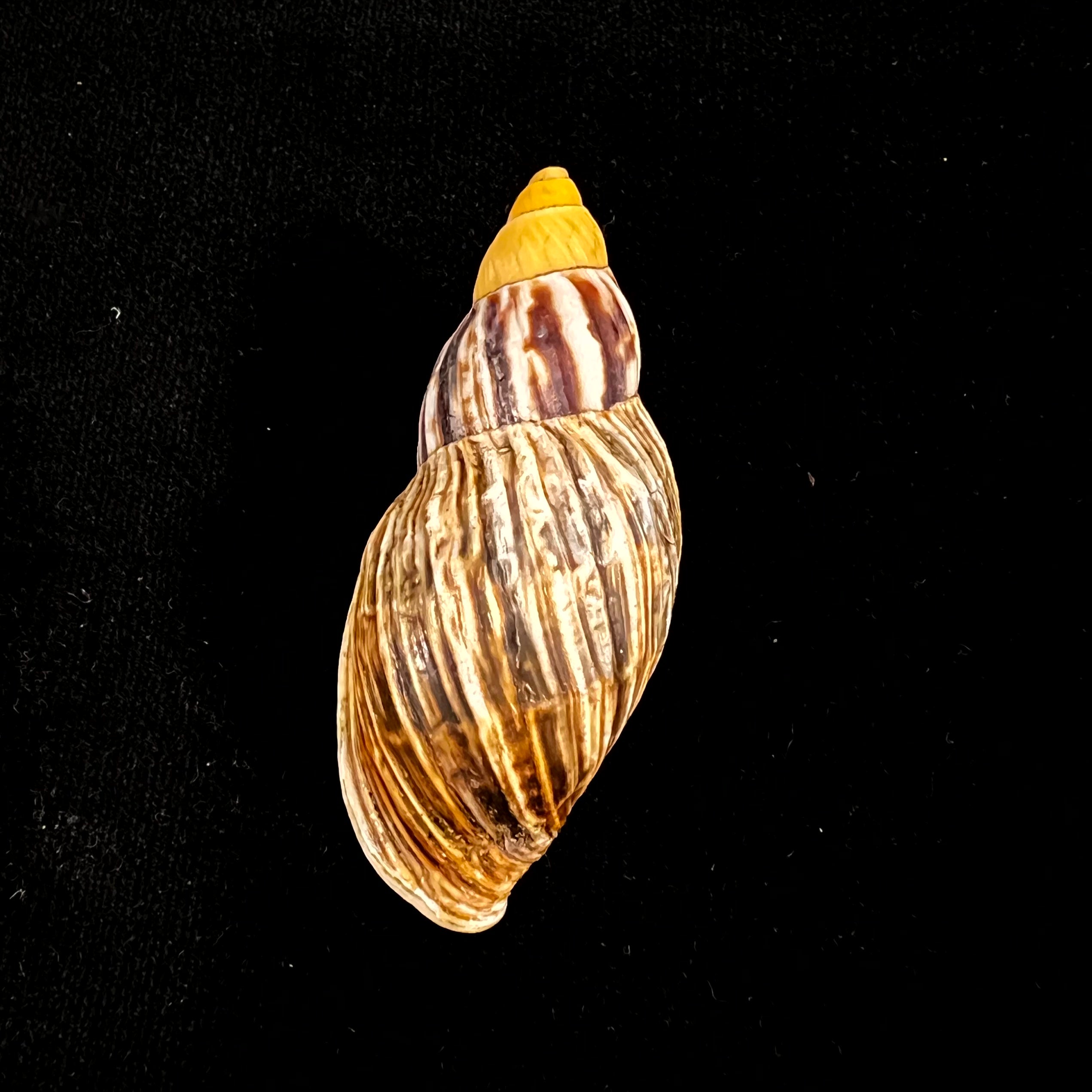 Newboldius crichtoni(Broderip,1836)- 56,8毫米