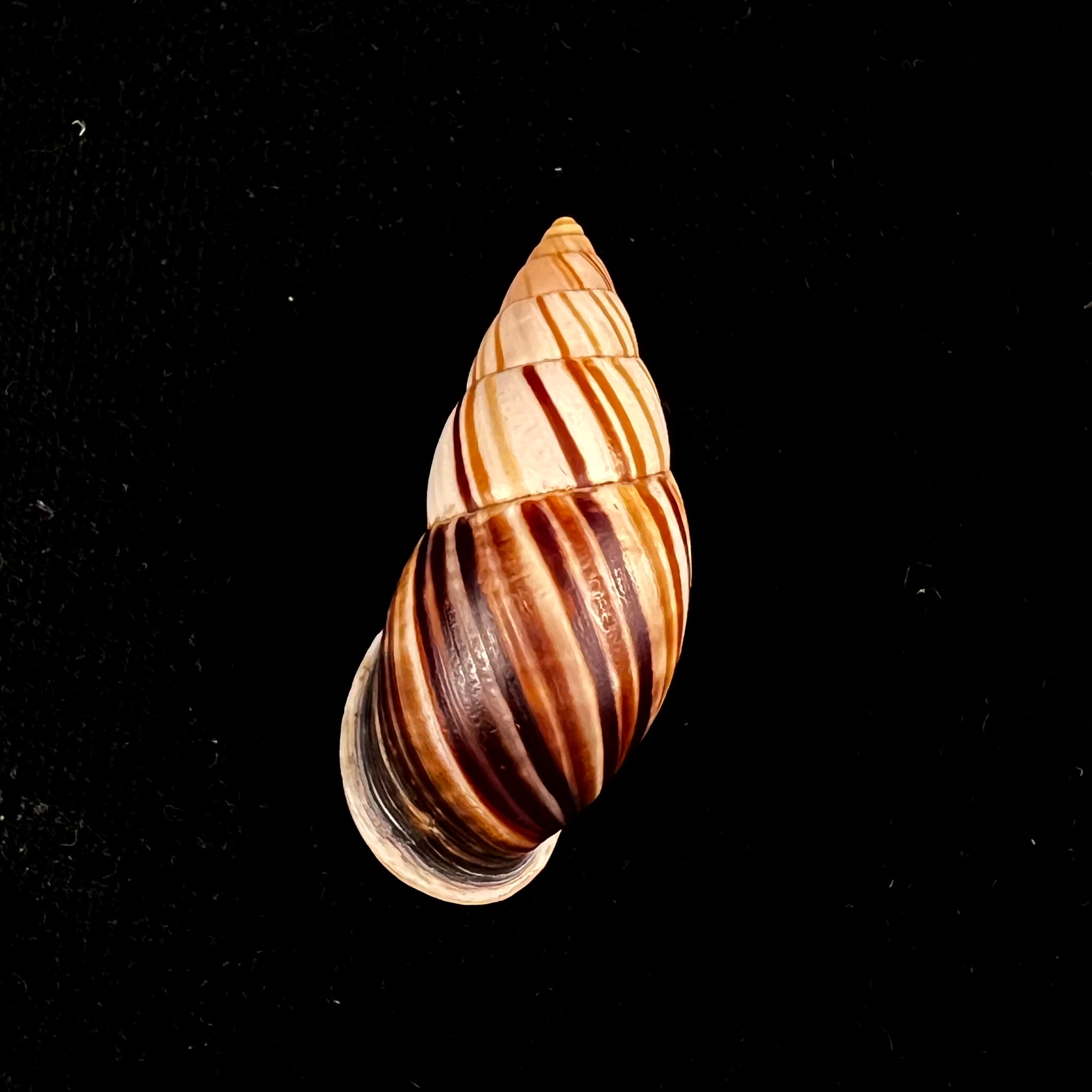 Neopetraeus lobbii (Reeve, 1849) - 39,8mm