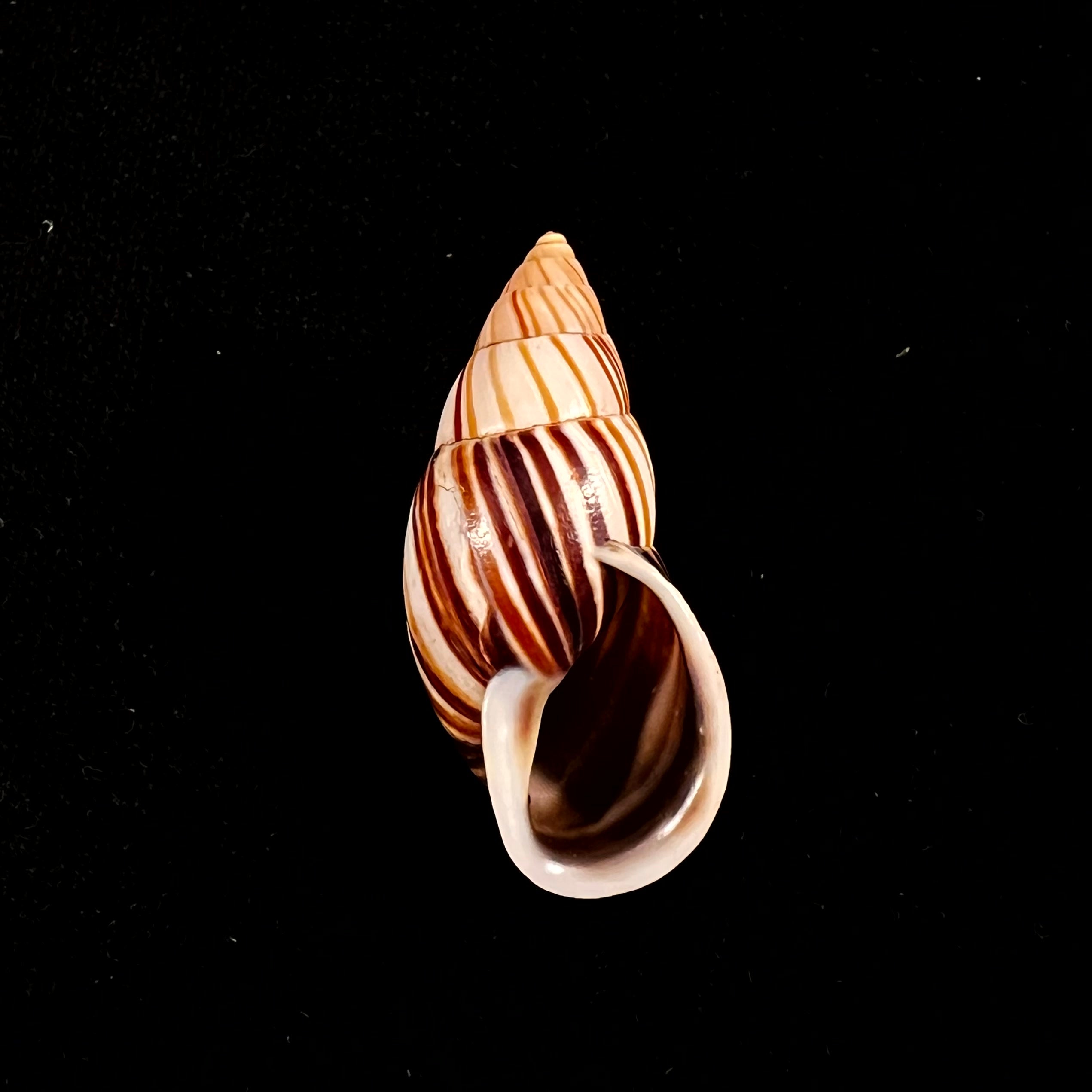 Neopetraeus lobbii (Reeve, 1849) - 39,8mm