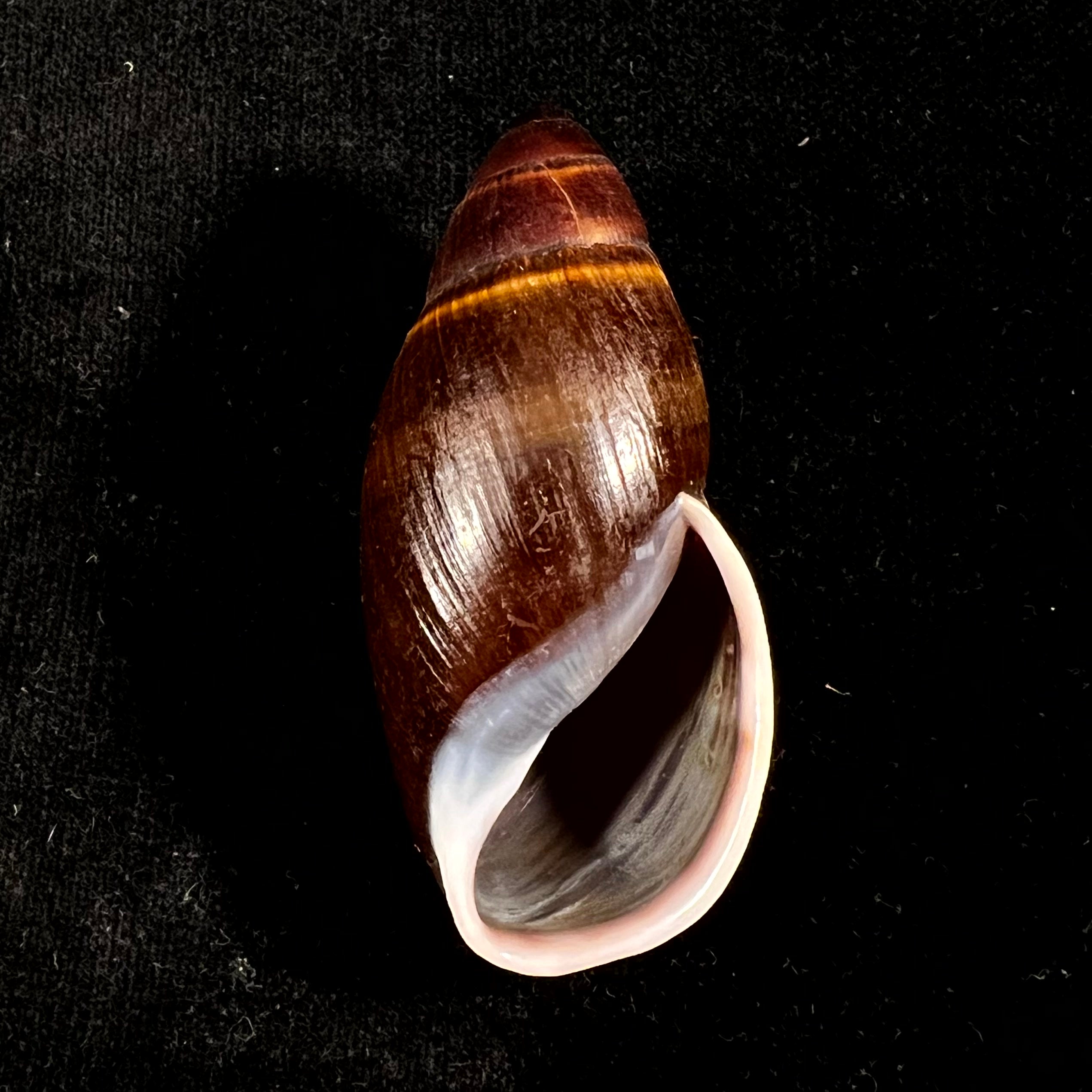 Thaumastus foveolatus (Reeve, 1849) - 69,7mm