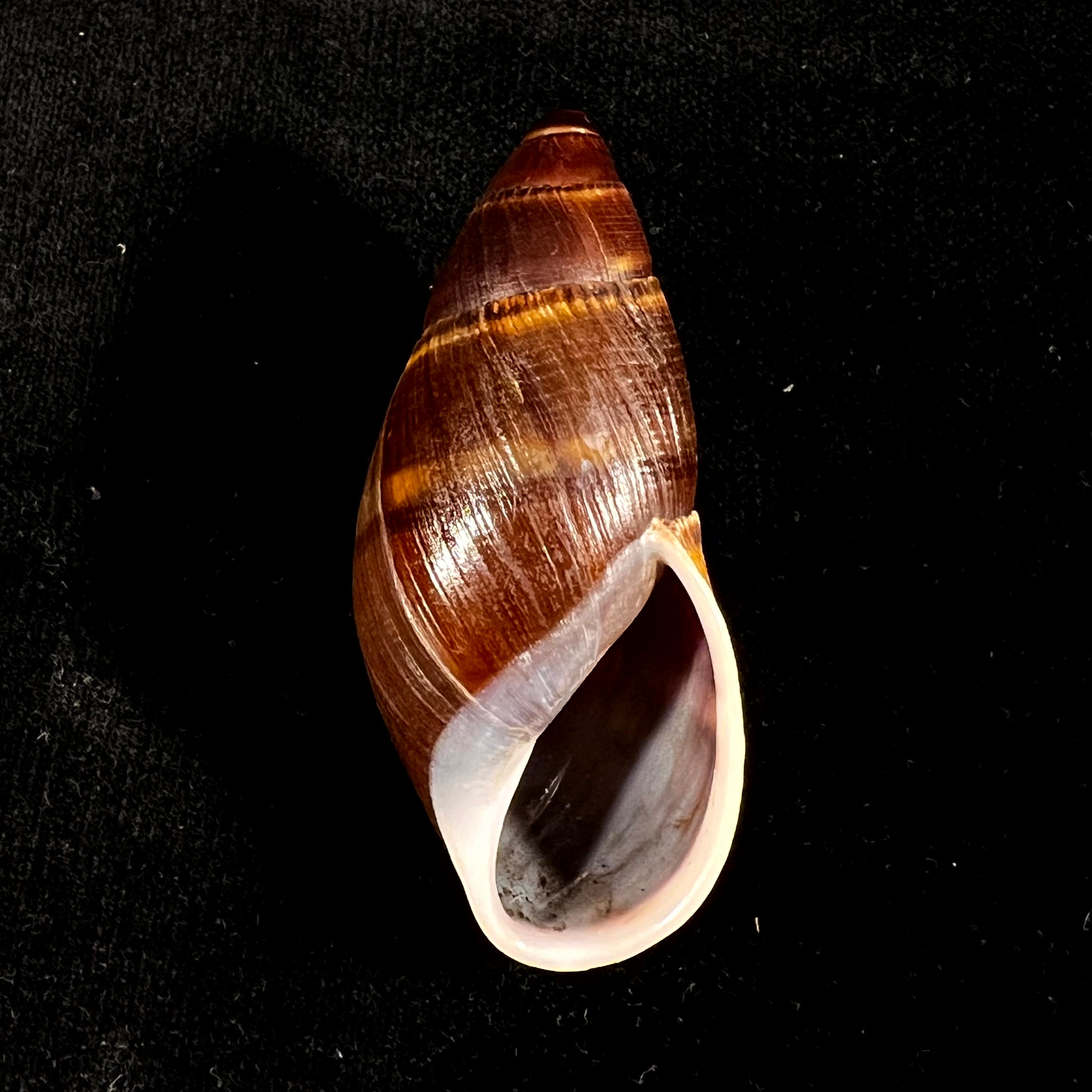 Thaumastus foveolatus (Reeve, 1849) - 73,8mm