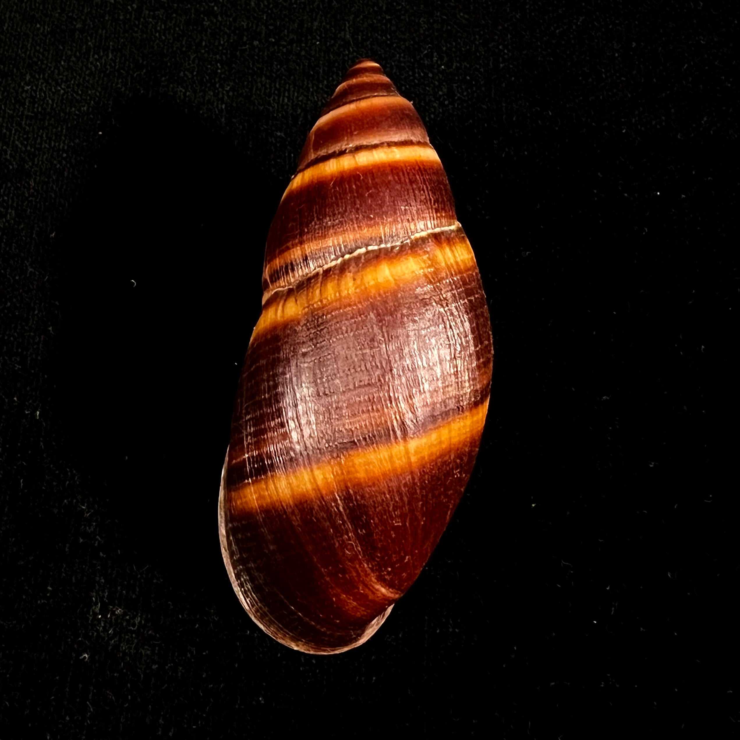 Thaumastus robertsi satipoensis Pilsbry, 1944 - 73,6毫米
