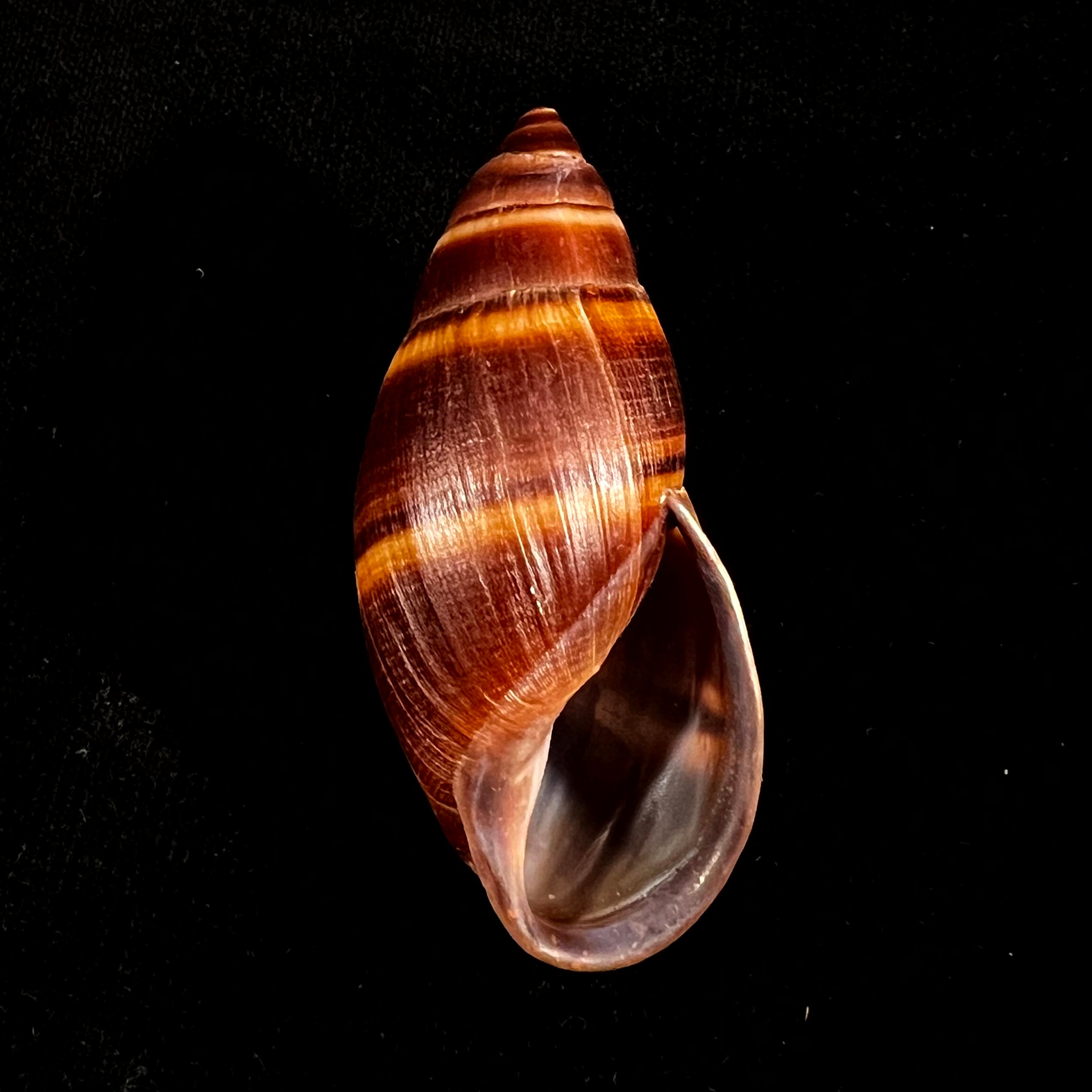 Thaumastus robertsi satipoensis Pilsbry, 1944 - 73,6毫米