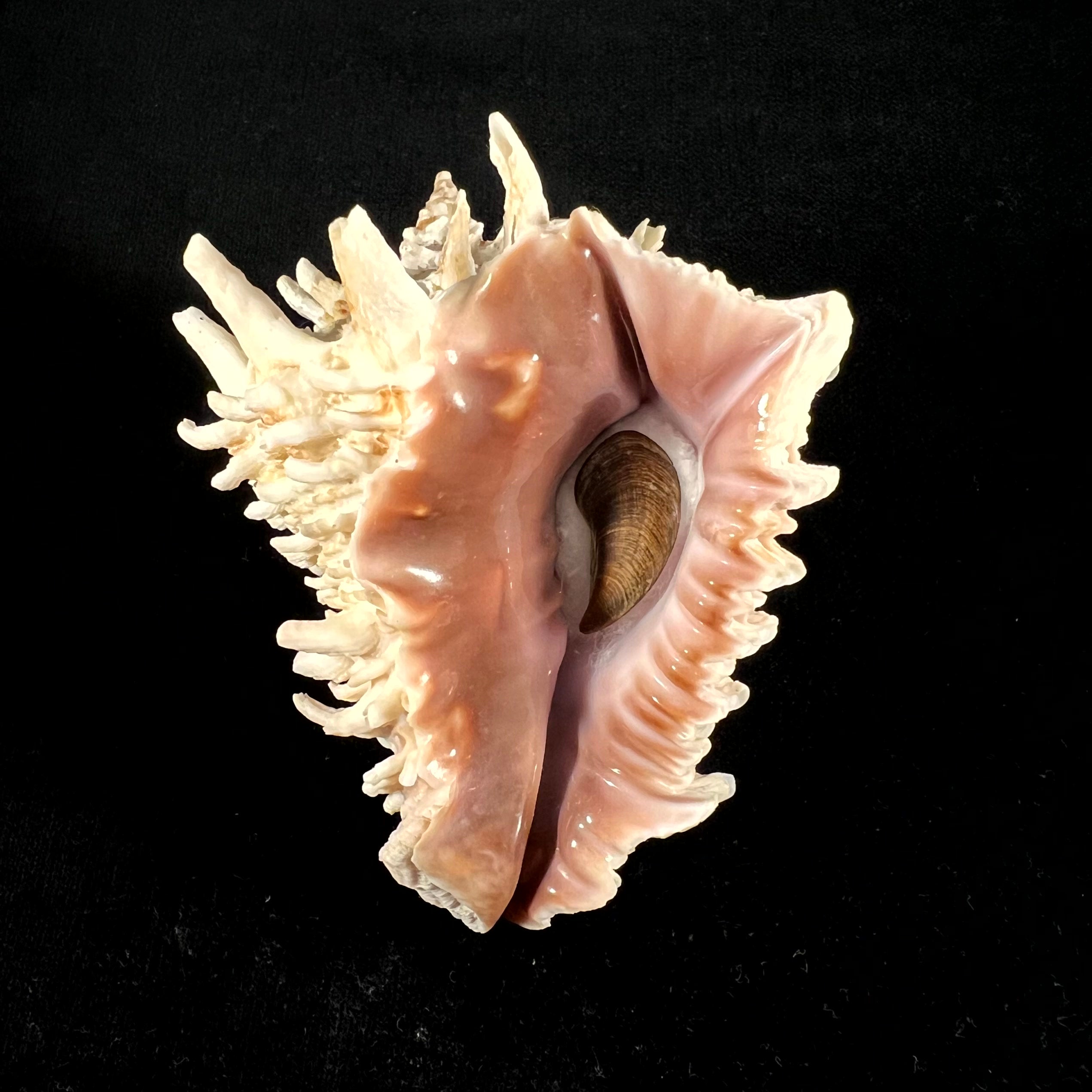 Aristovasum cassiforme (Kiener, 1840) - 98,2mm