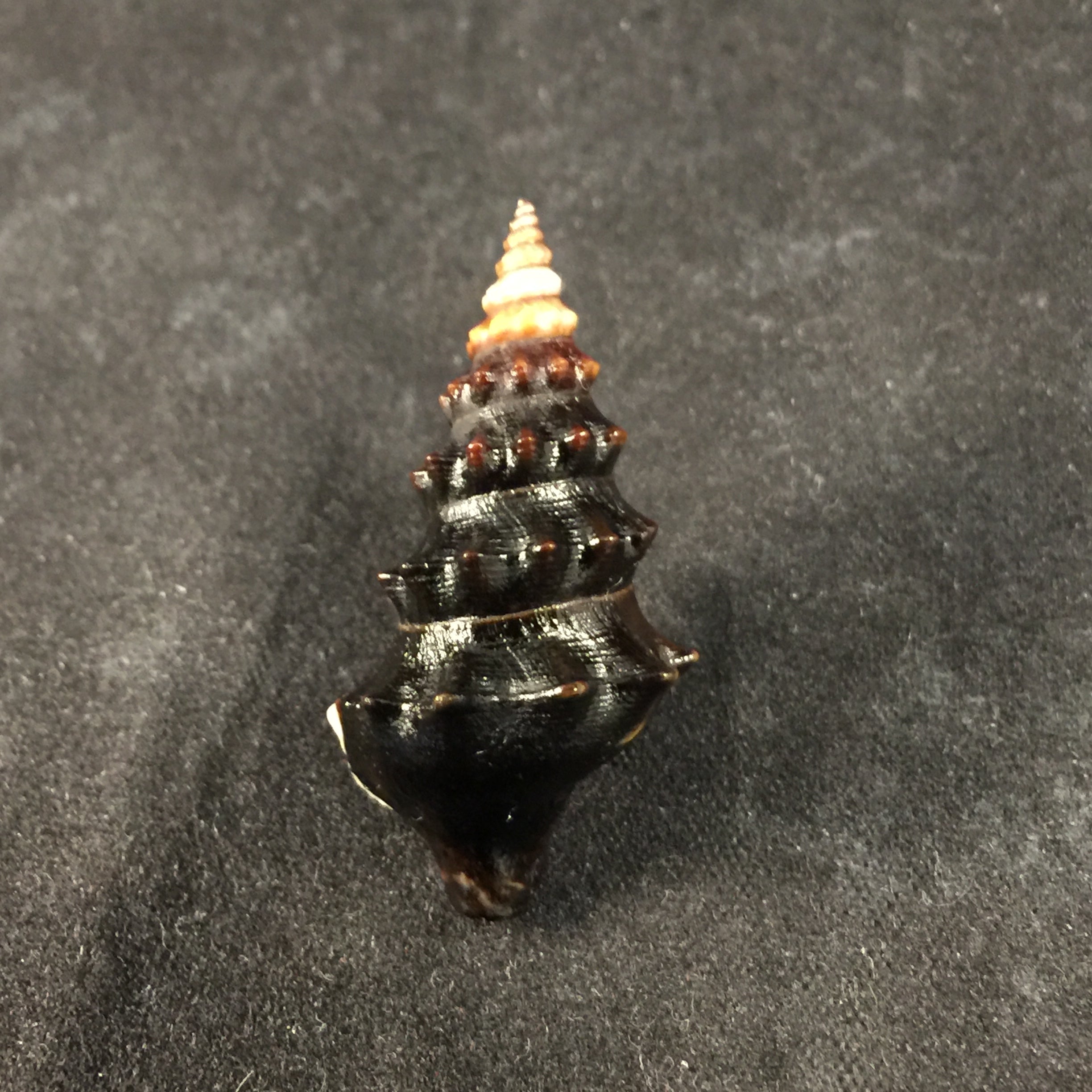 Rhinocoryne humboldtii Valenciennes, 1832 - 34,7毫米