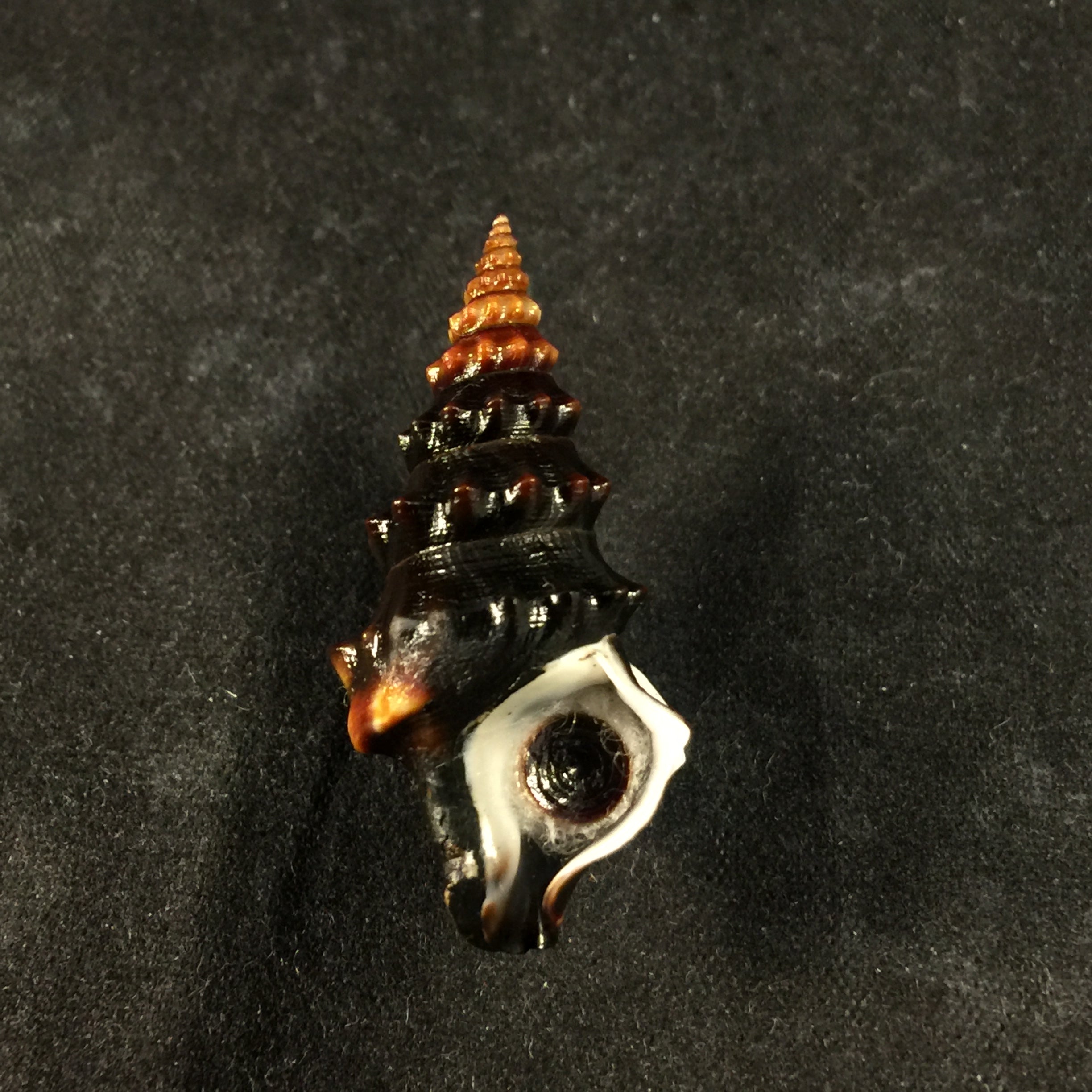 Rhinocoryne humboldtii Valenciennes, 1832 - 34,7毫米