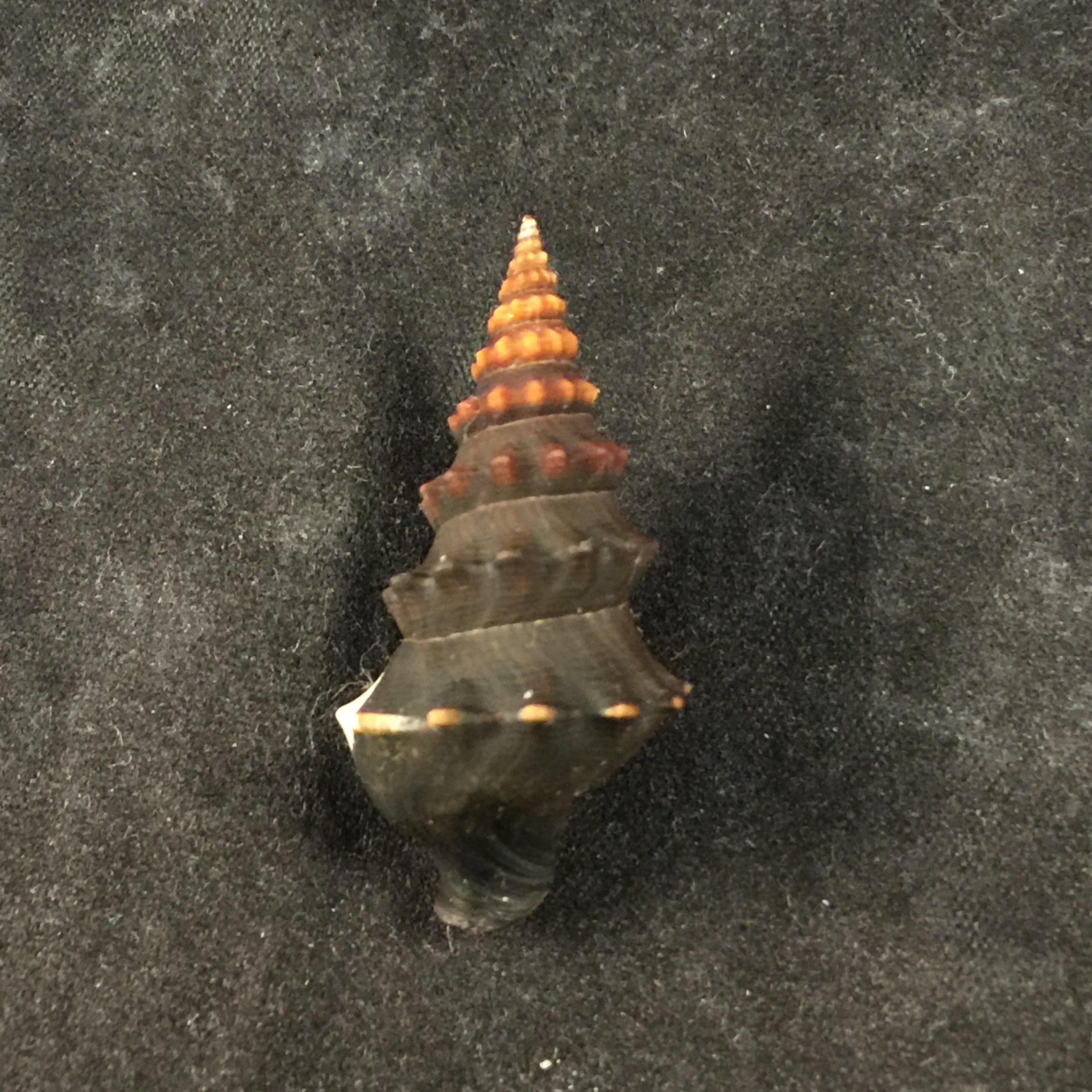 Rhinocoryne humboldtii Valenciennes, 1832 - 38,5毫米