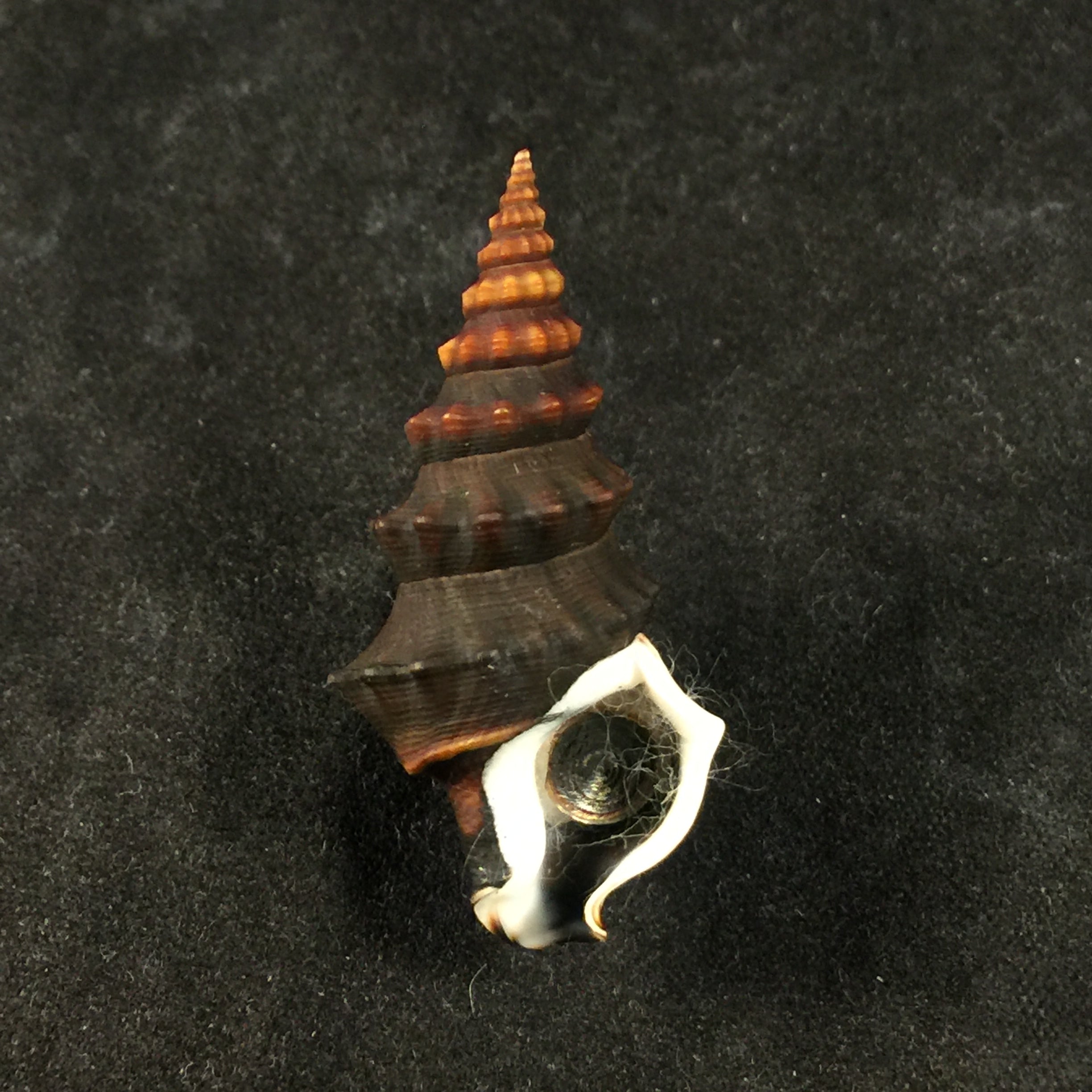 Rhinocoryne humboldtii Valenciennes, 1832 - 38,5毫米