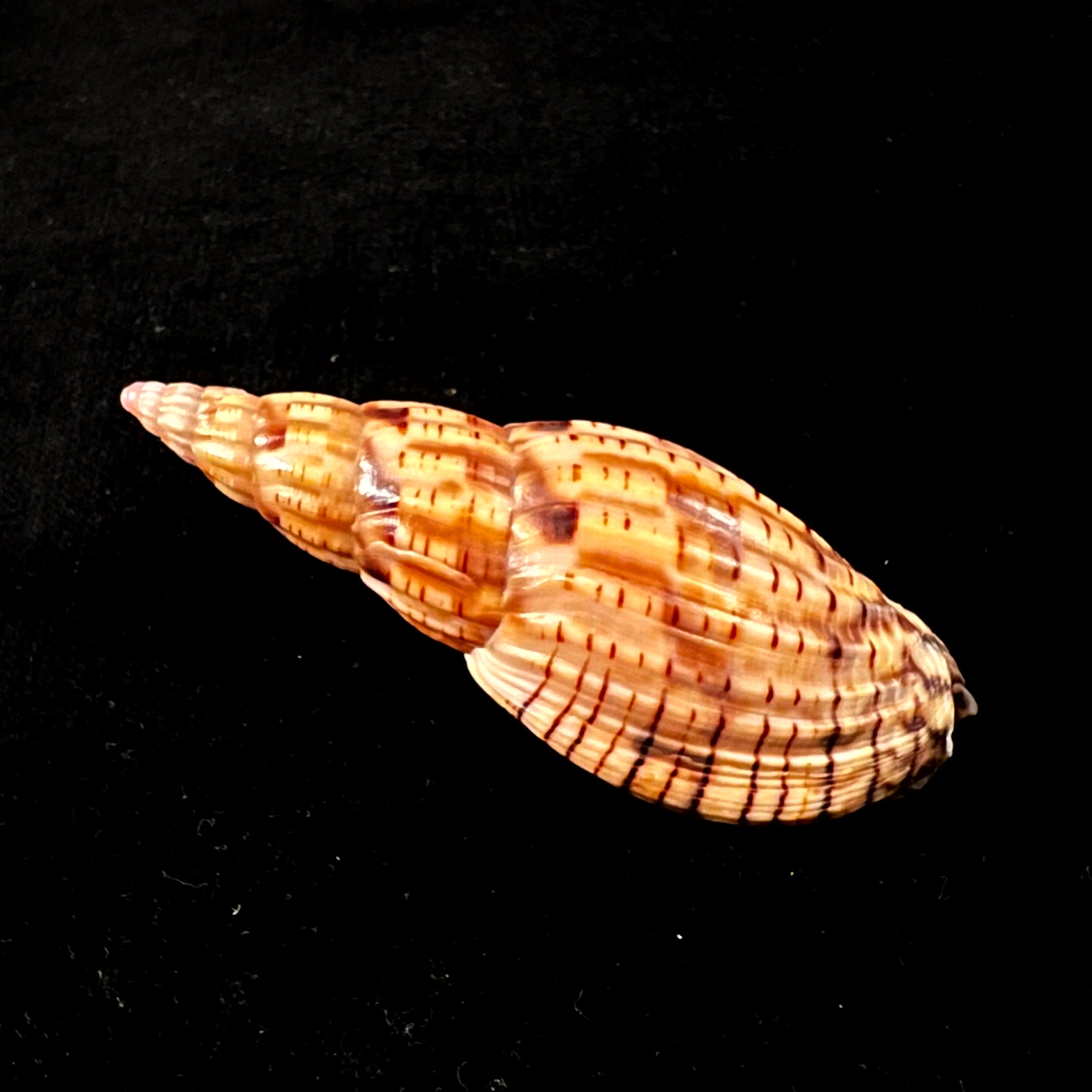 Lyria patbaili Bouchet,1999年 - 82,6毫米