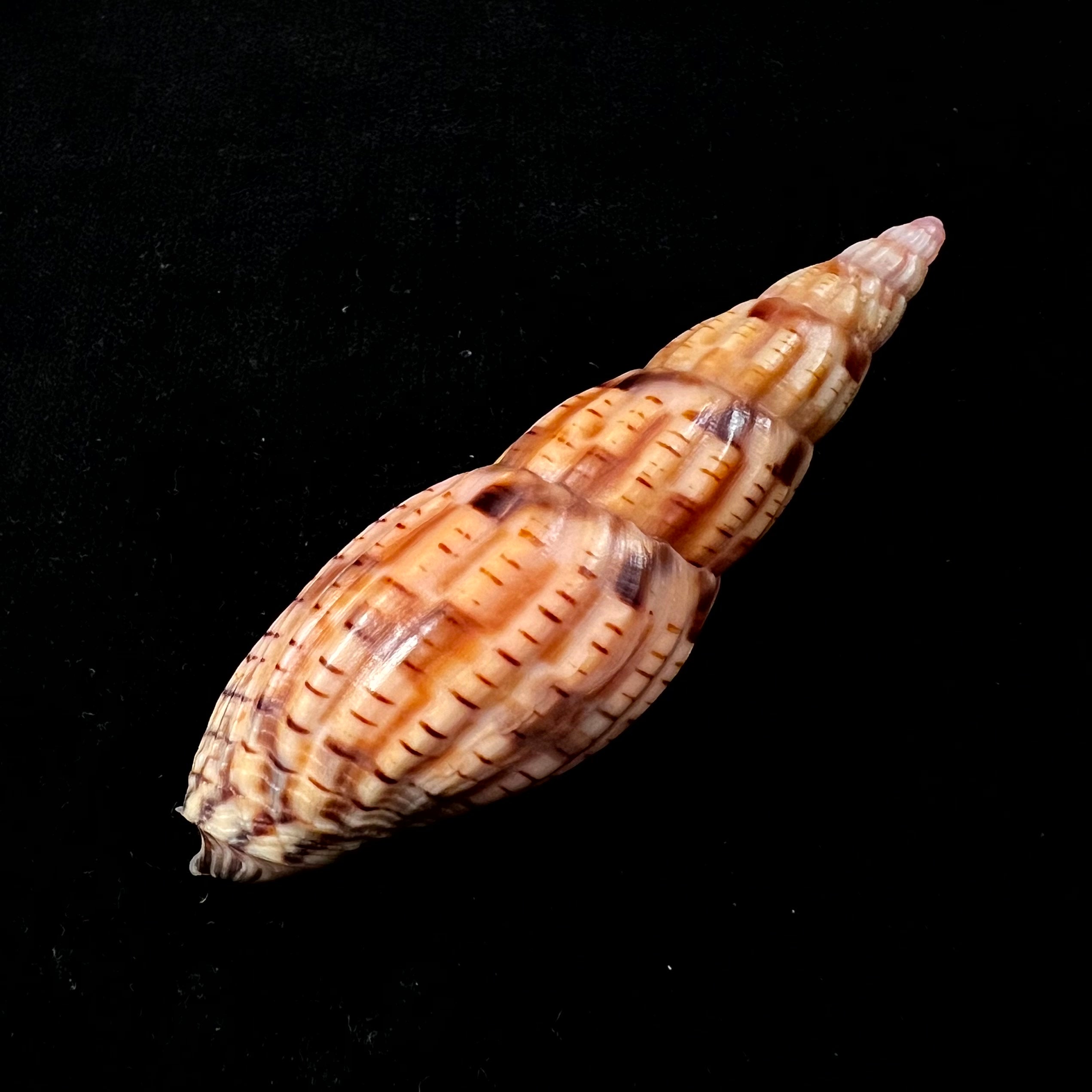 Lyria patbaili Bouchet,1999年 - 82,6毫米