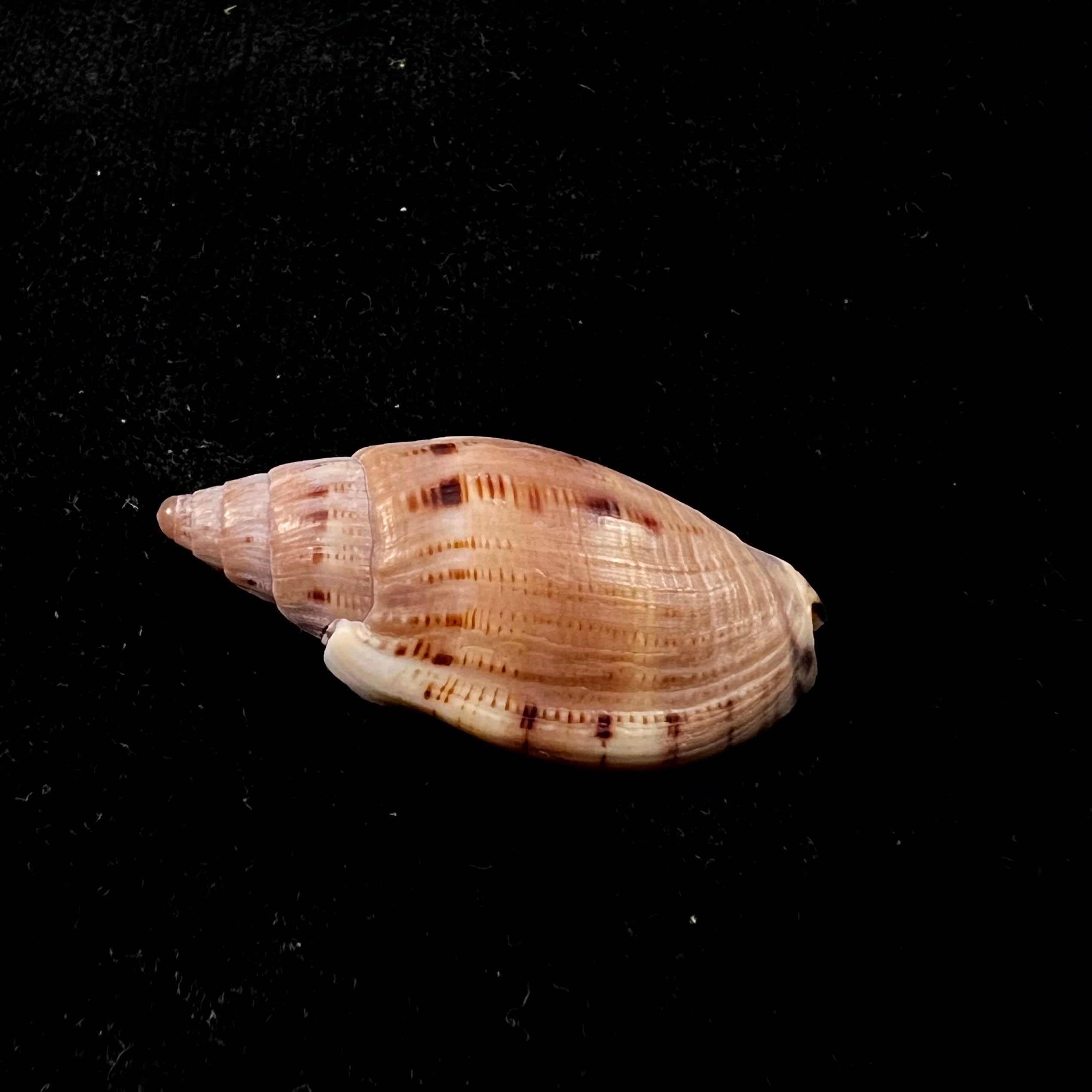 Lyria pauljohnsoni Poppe & Terryn, 2002 - 35,7mm