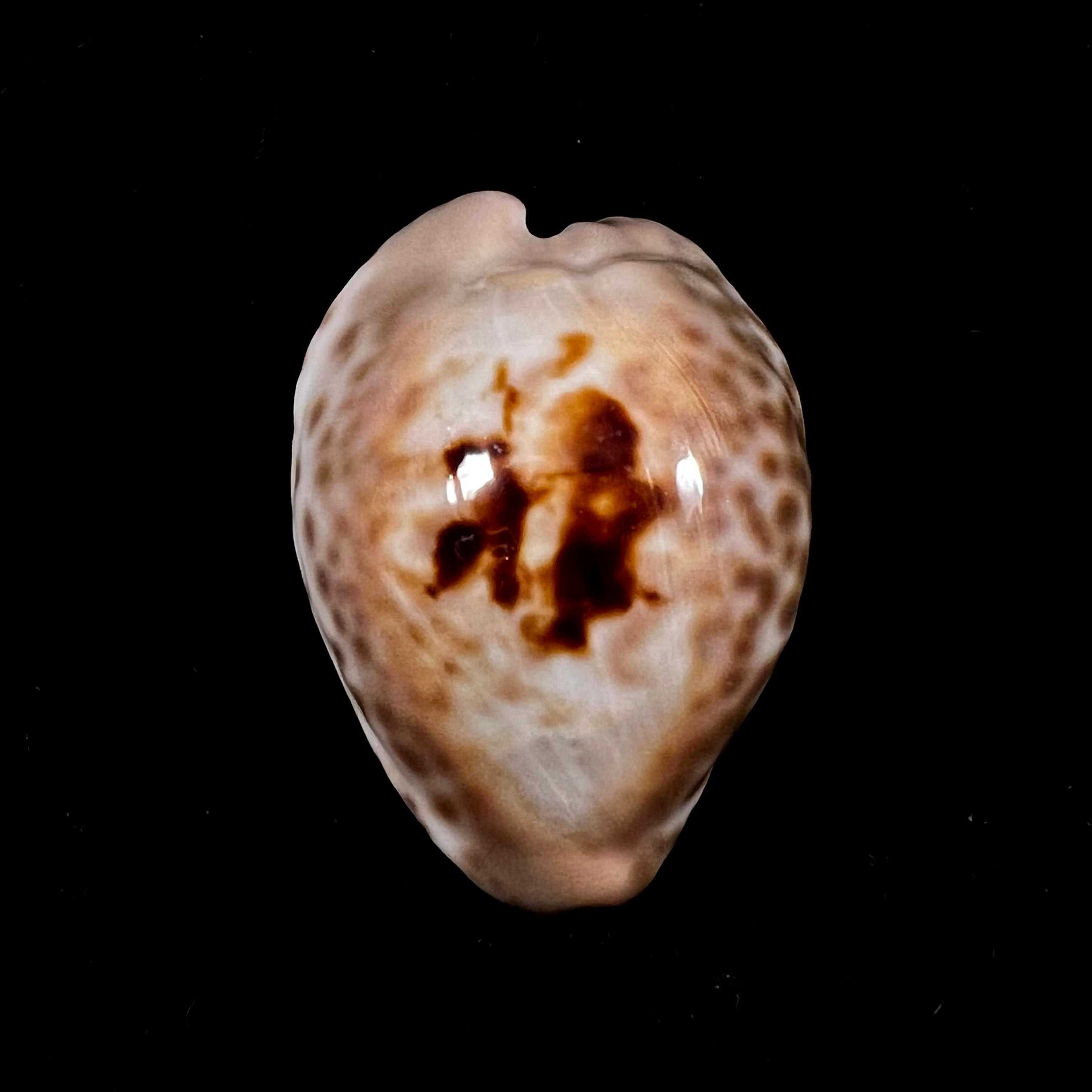 Barycypraea teulerei (Cazenavette, 1846) - 45,2毫米