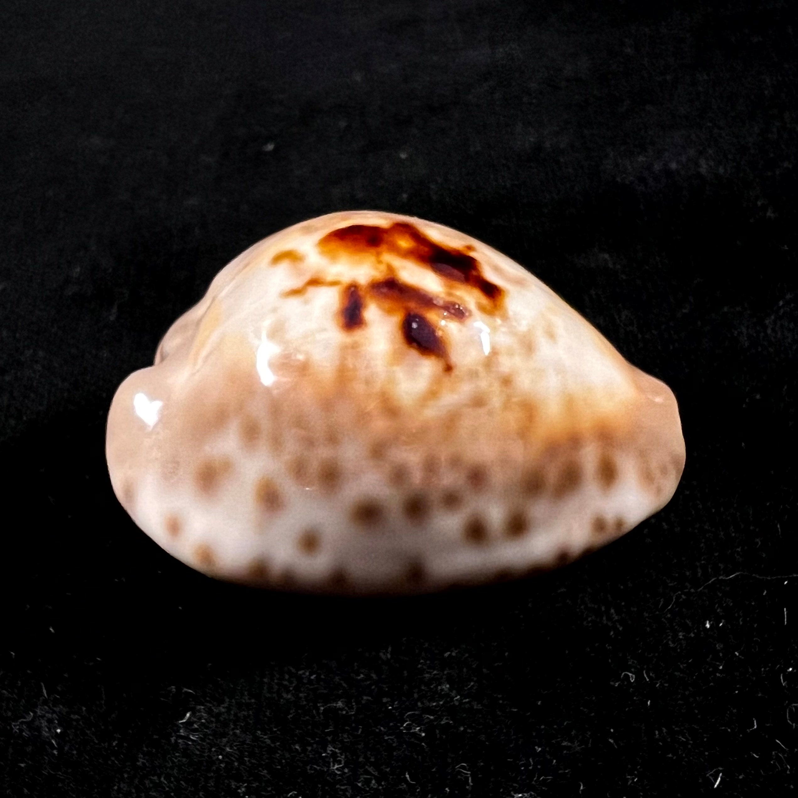 Barycypraea teulerei (Cazenavette, 1846) - 45,2毫米