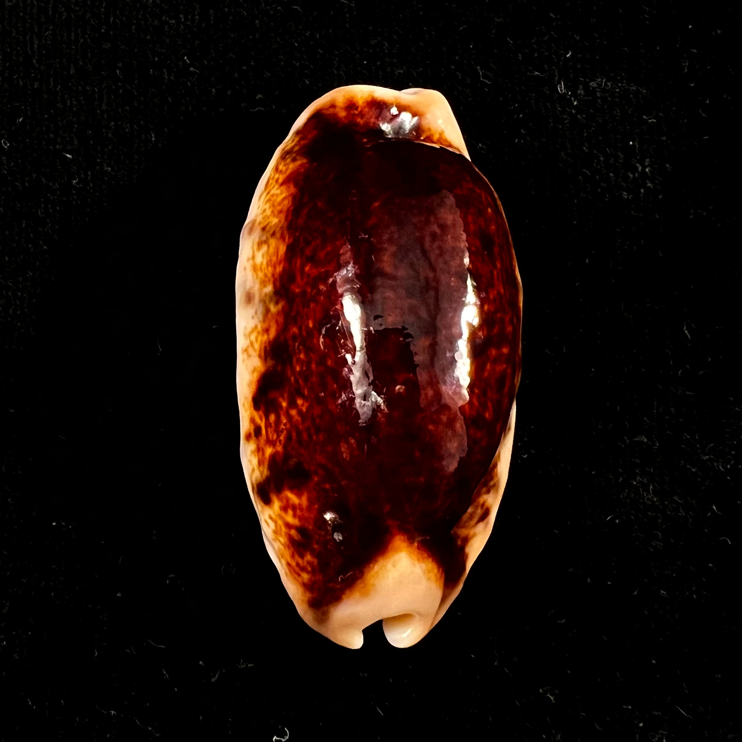 Erronea caurica (林奈, 1758) - 46,5mm