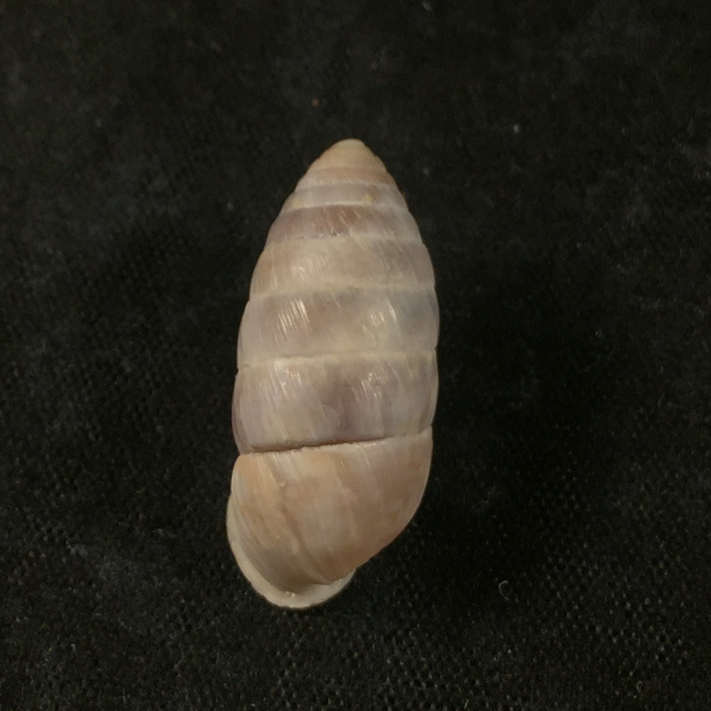 Cerion incanum (Binney, 1851) - 23,1毫米