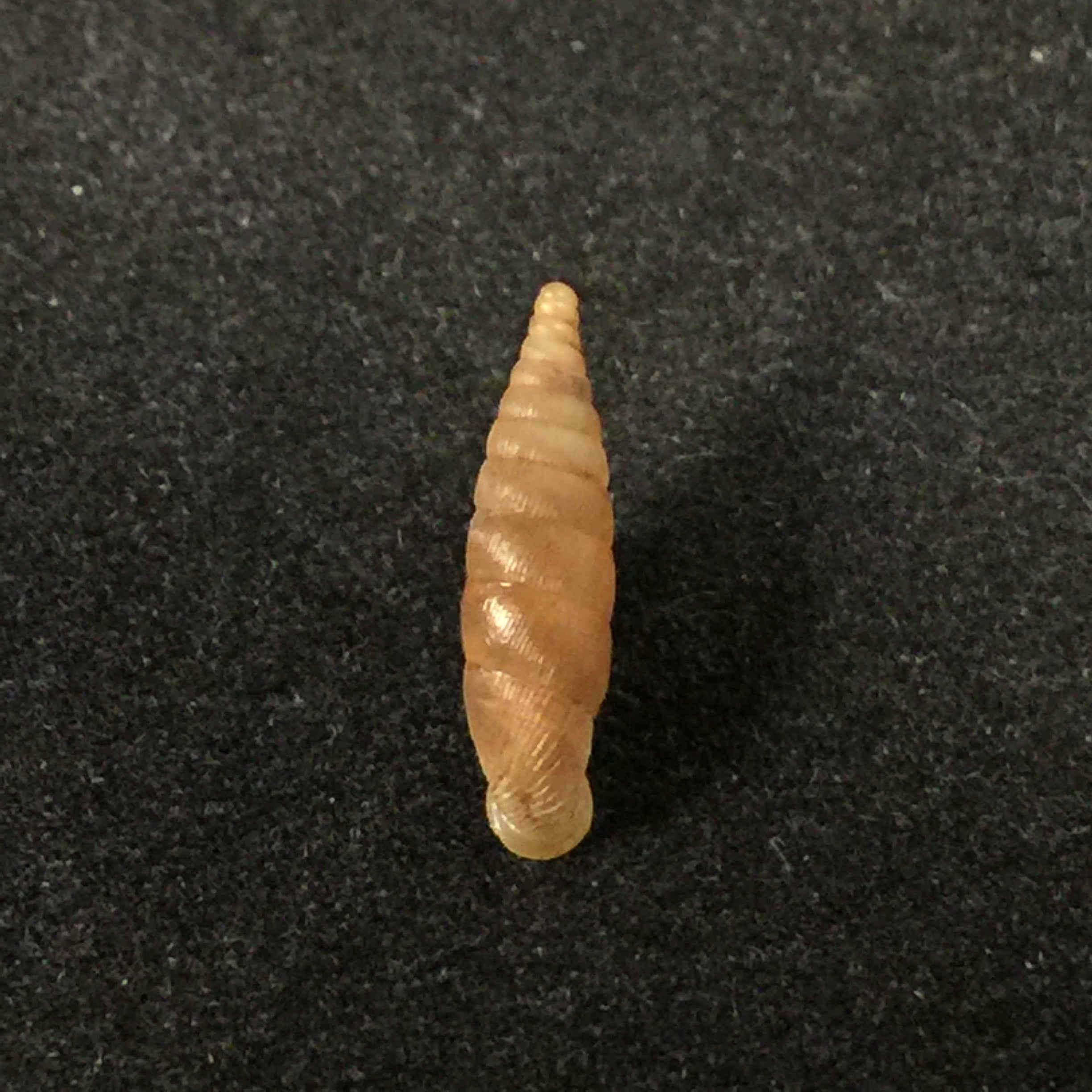 Lampedusa lopadusae Calcara, 1846 - 16,7mm