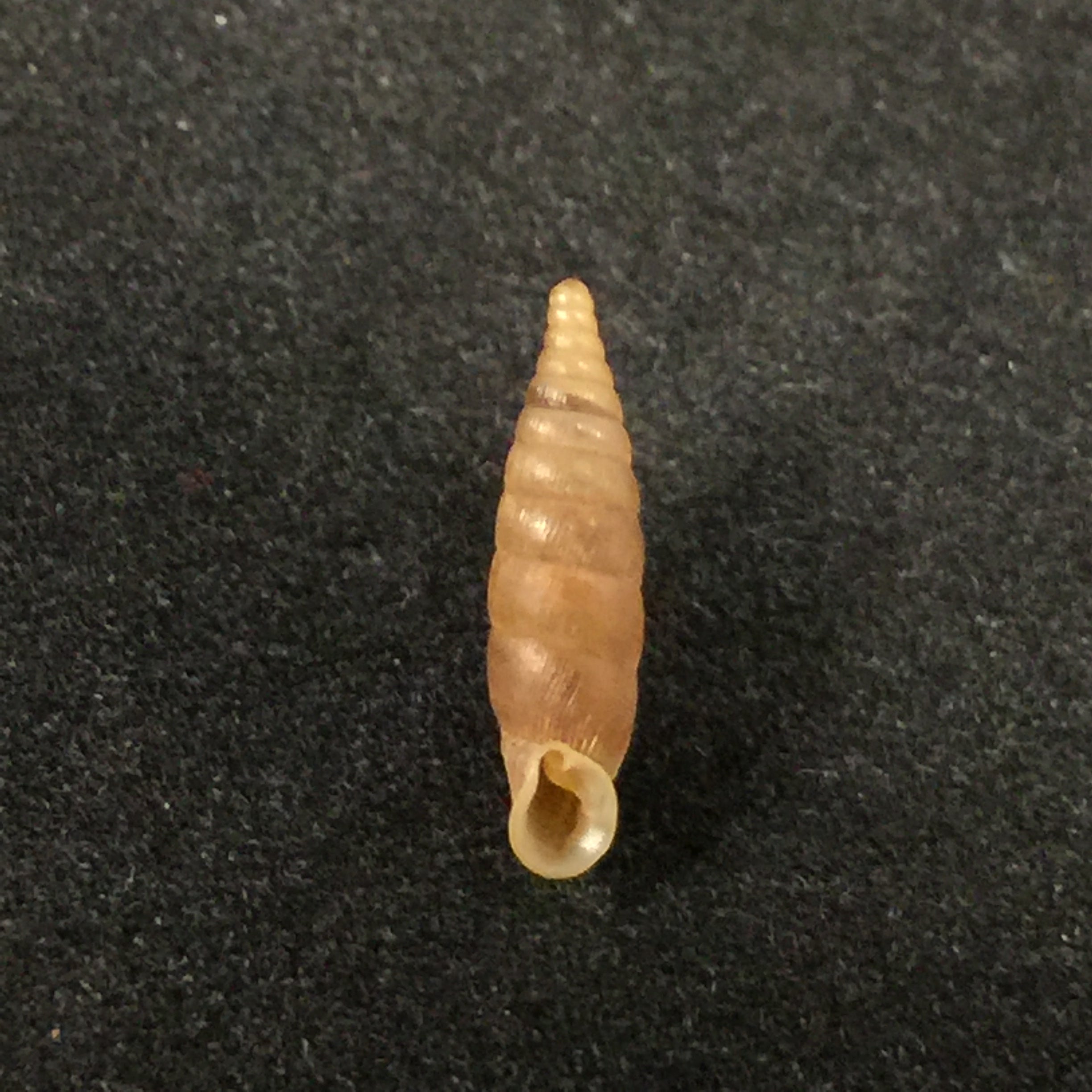Lampedusa lopadusae Calcara, 1846 - 16,7mm