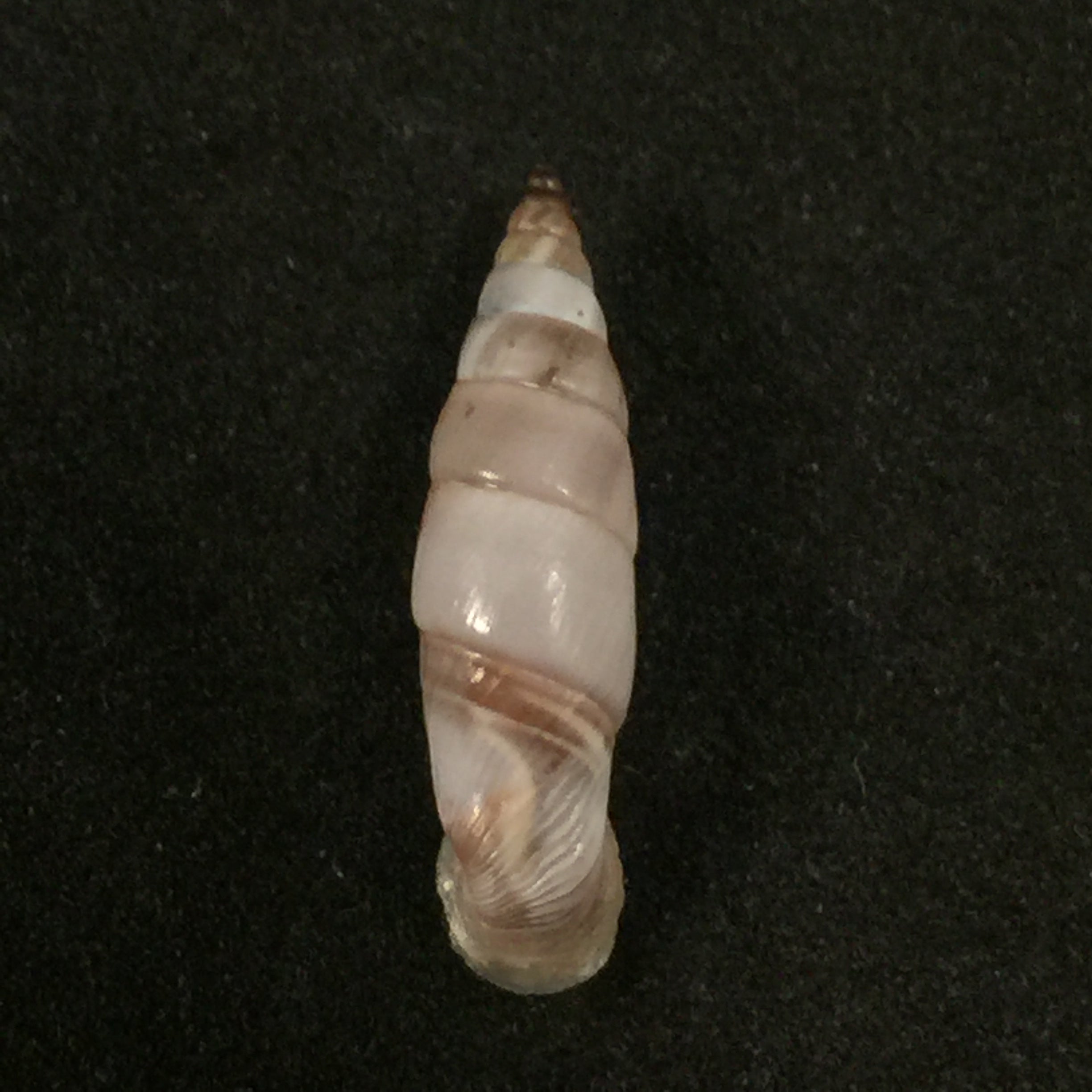 Medora almissana Kuester,1847 年 - 23,3mm