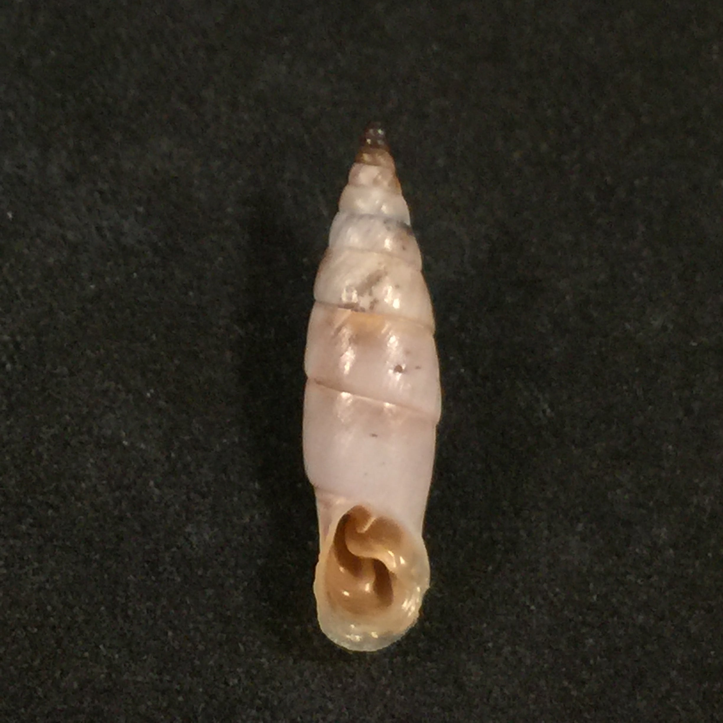 Medora almissana Kuester,1847 年 - 23,3mm