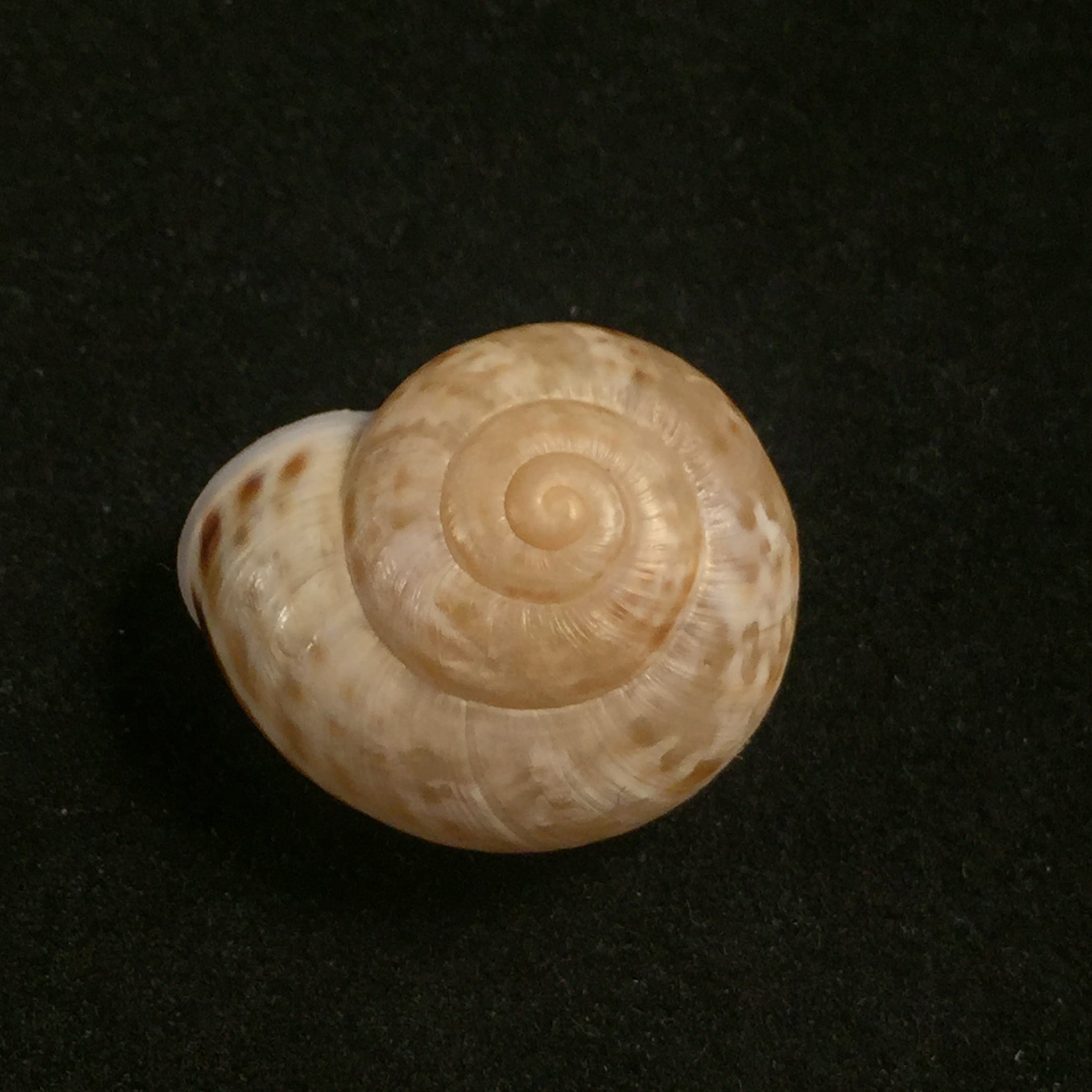 Iberus guiraoanus (Pfeiffer, 1853) - 23,8mm