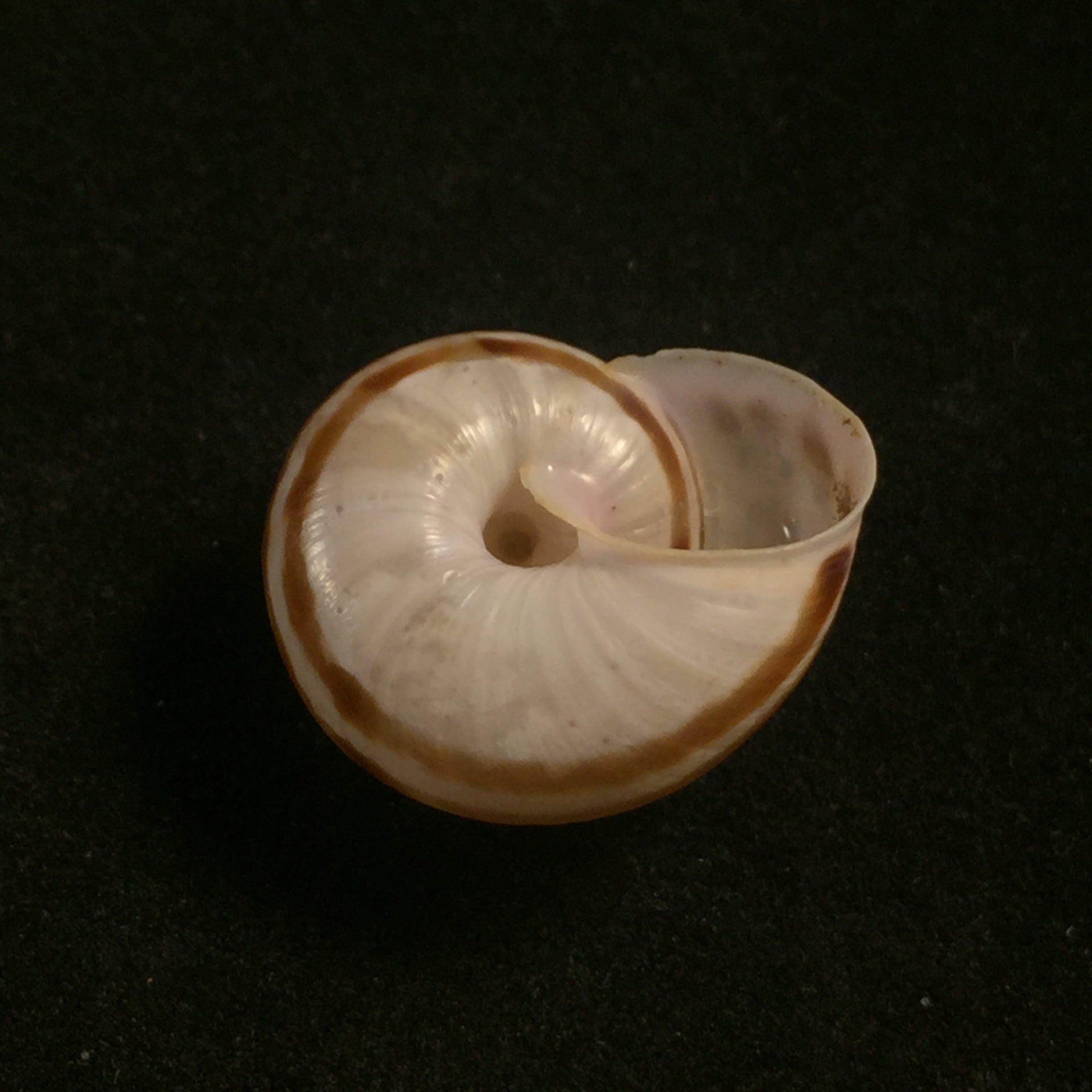 Iberus guiraoanus (Pfeiffer, 1853) - 23,8mm