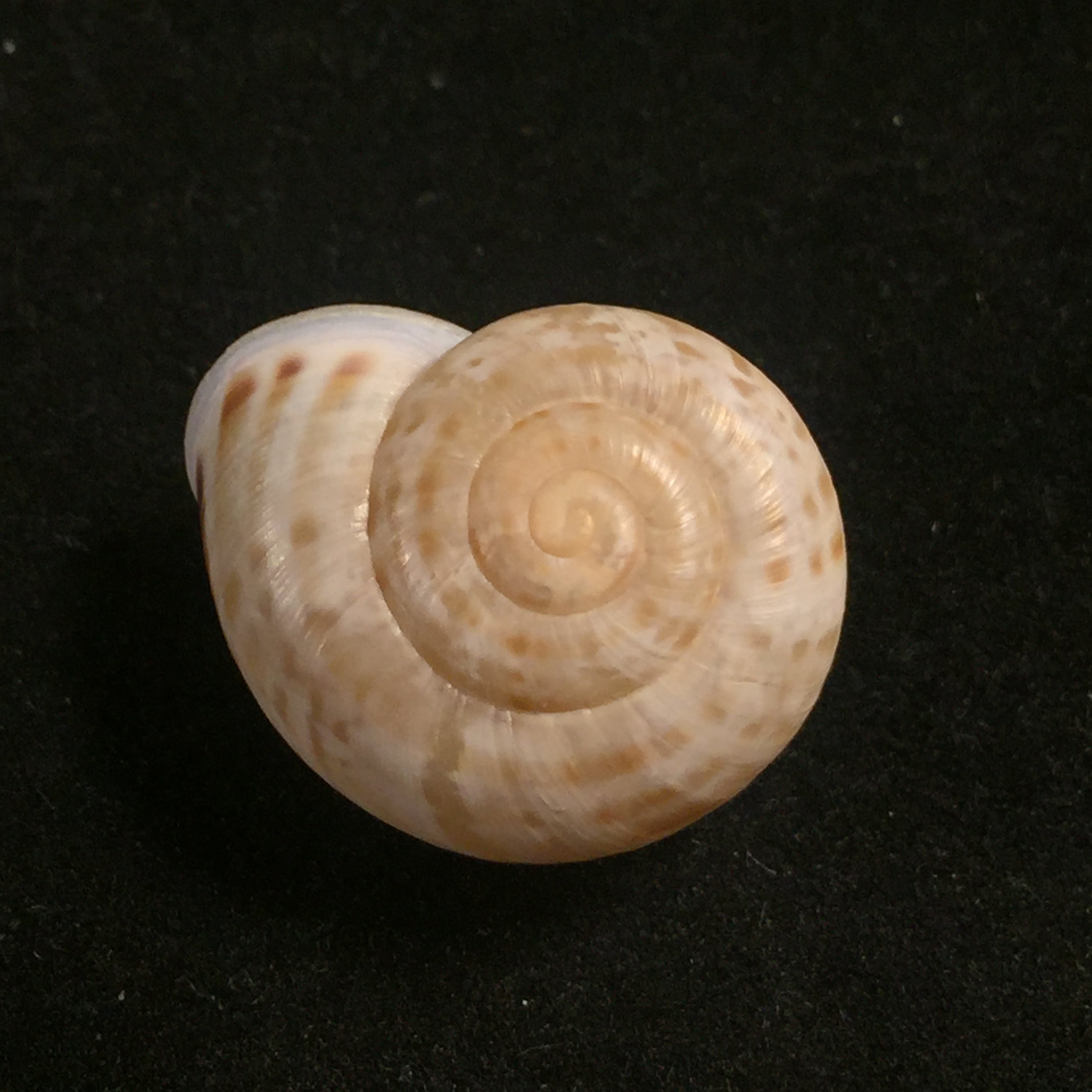 Iberus guiraoanus (Pfeiffer, 1853) - 23,8mm