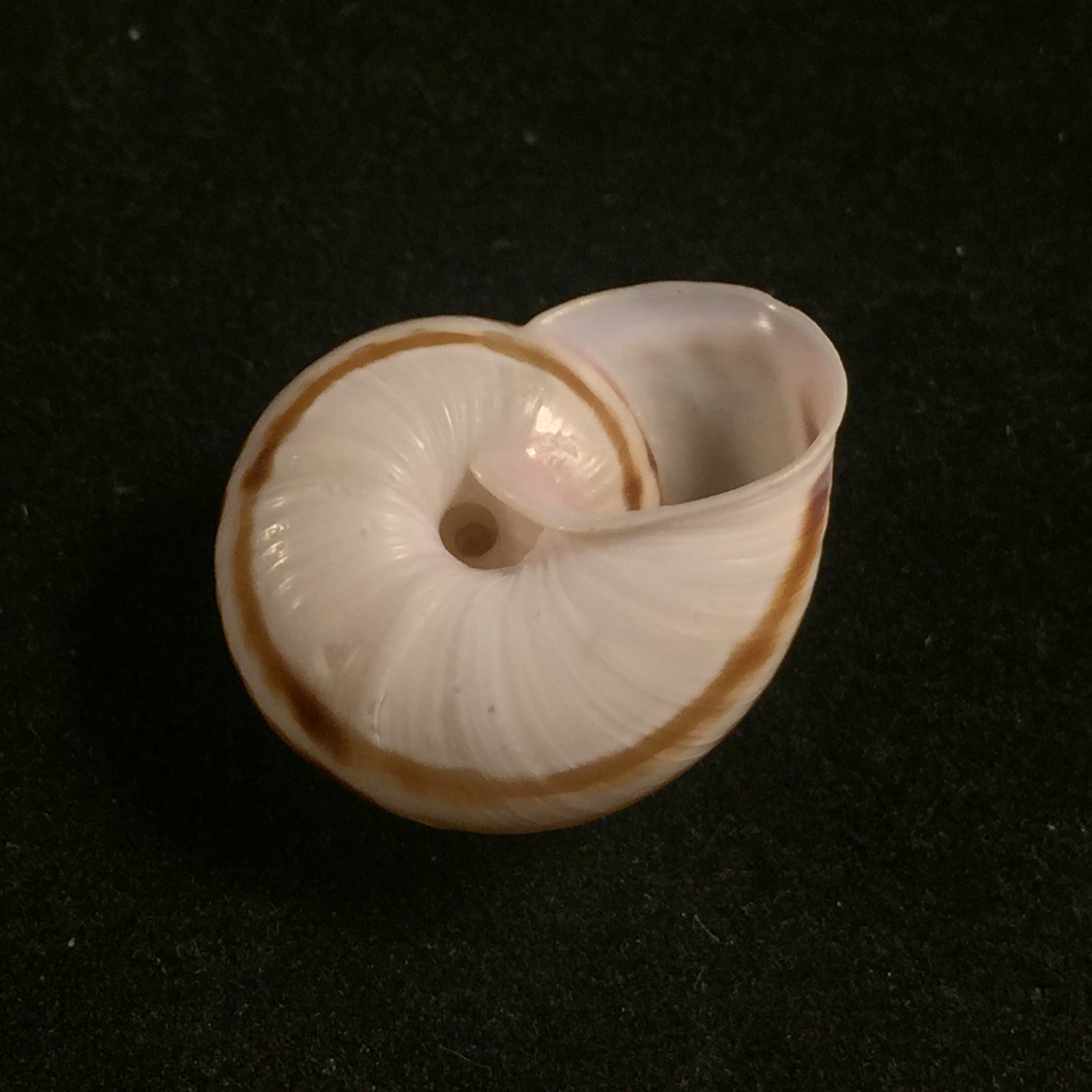 Iberus guiraoanus (Pfeiffer, 1853) - 23,8mm