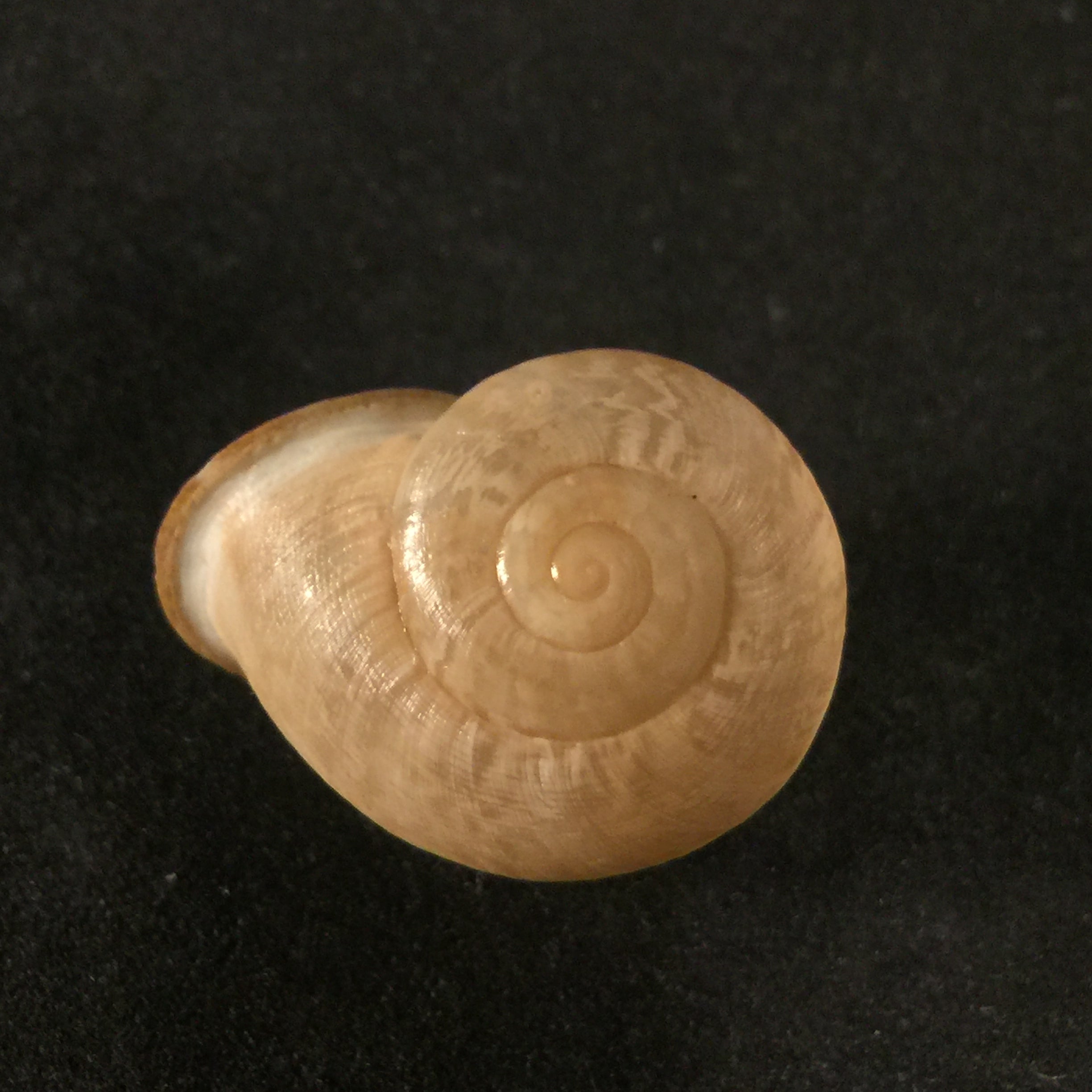 Iberus calaensis J. Ahuir, 2013 - 24,9mm