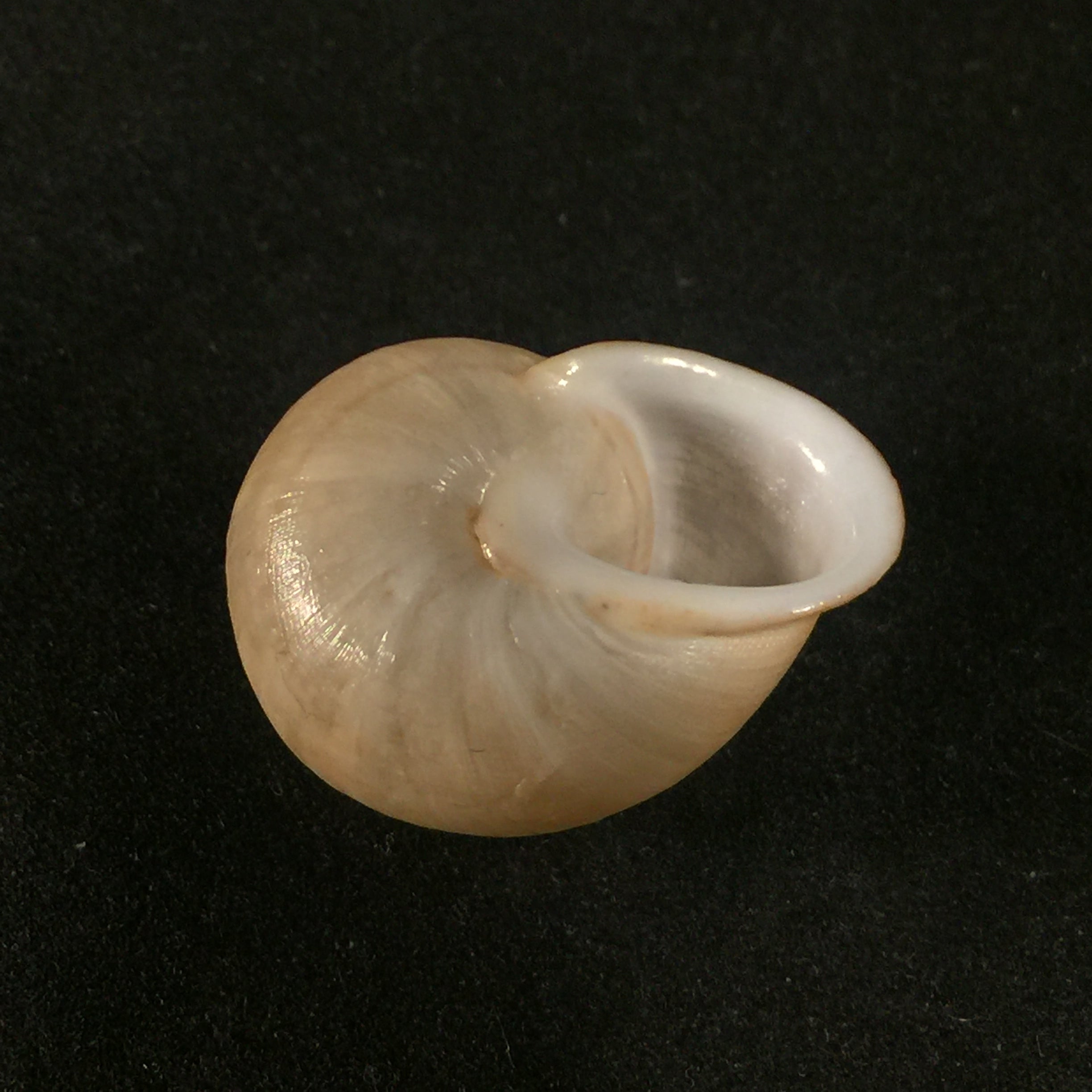 Iberus calaensis J. Ahuir, 2013 - 24,9mm