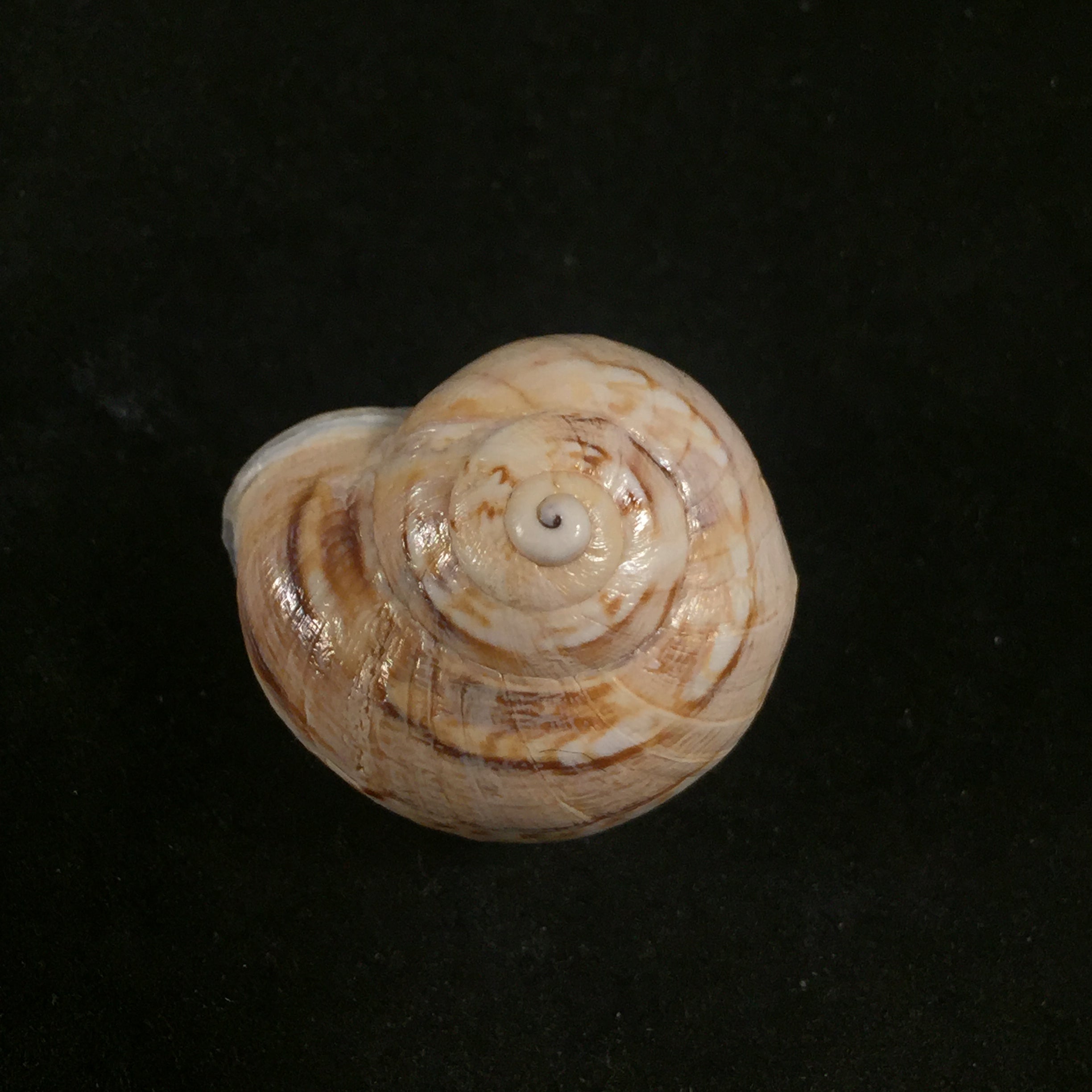 Eremina smaraensis J. Ahuir, 2015 - 28mm